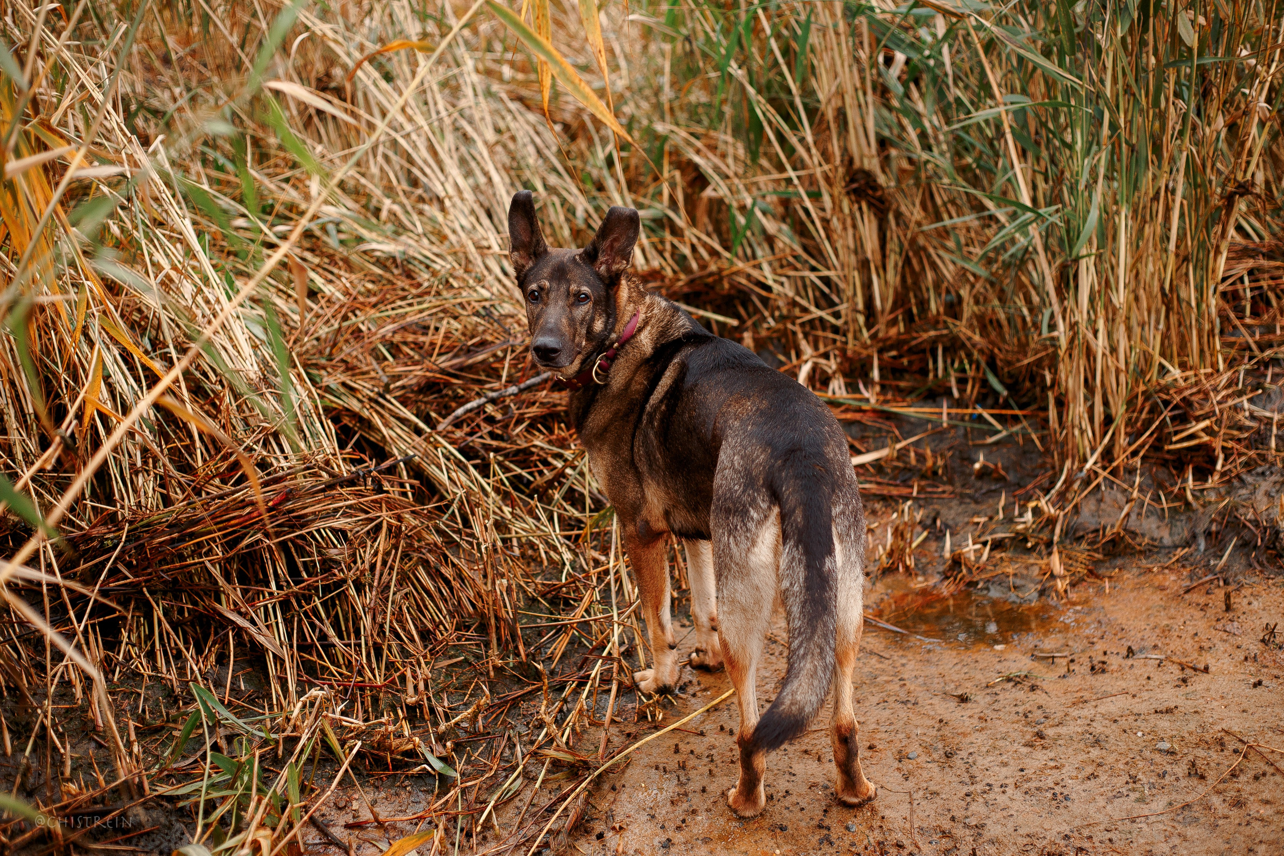 Дальний пирс. Фотограф-анималист Наталия Чистюхина в г. Сосновый Бор и ЛО