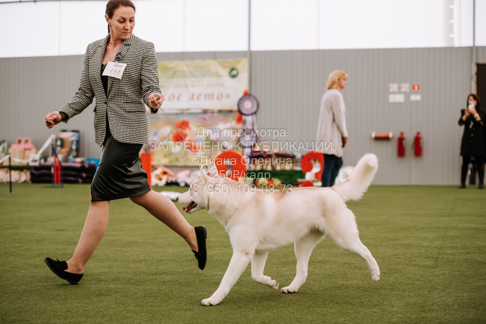 Выставка собак Красноярск 2.06. Фотограф Диана Оленина Красноярск / Братск