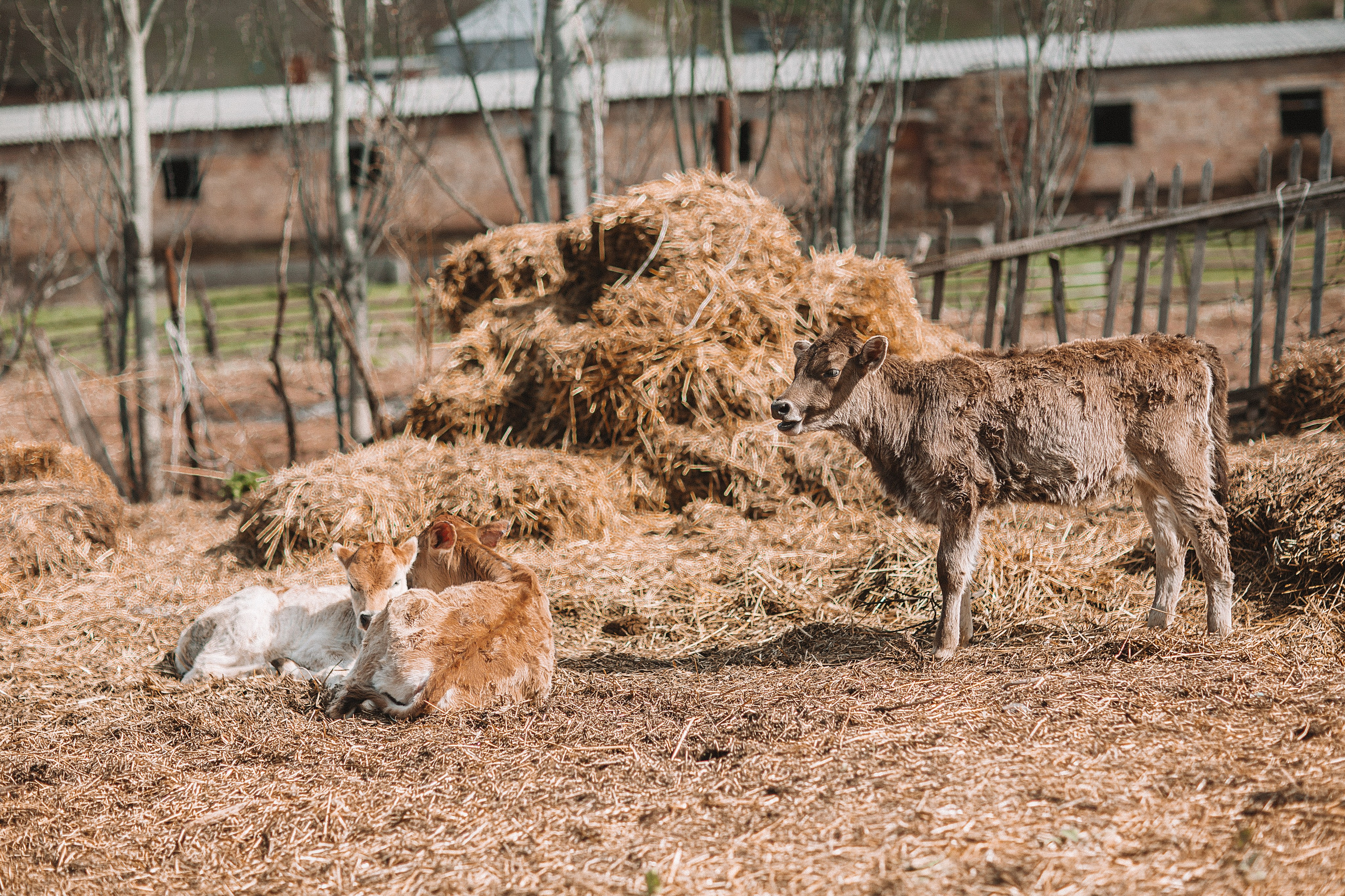 Семейная фотосессия в горах. Свадебный и семейный фотограф/видеограф в Краснодаре Наталья Осинская