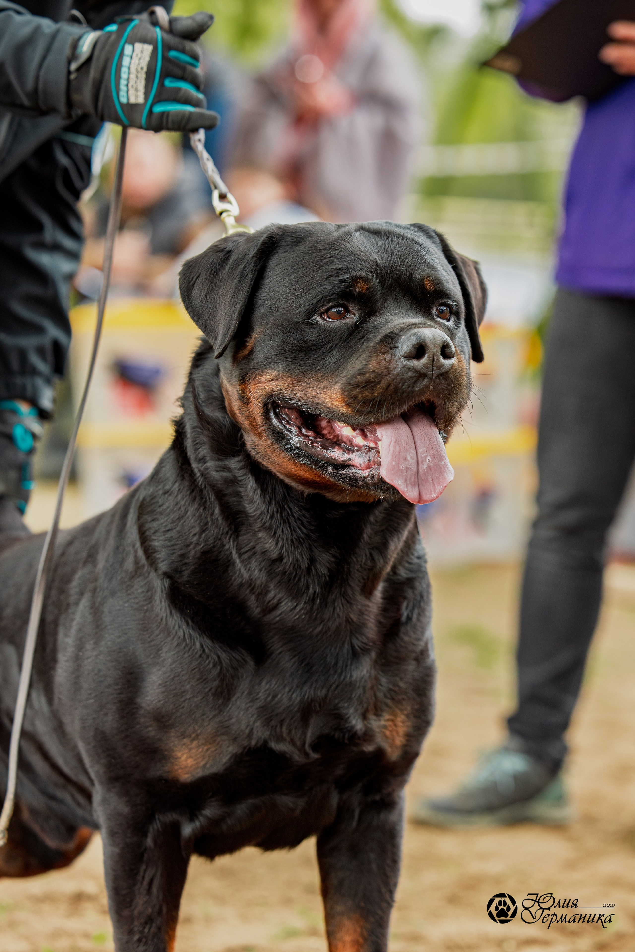 Саратов моно ротвейлеров 26-27.04.2025. Фотограф-анималист Юлия Германика
