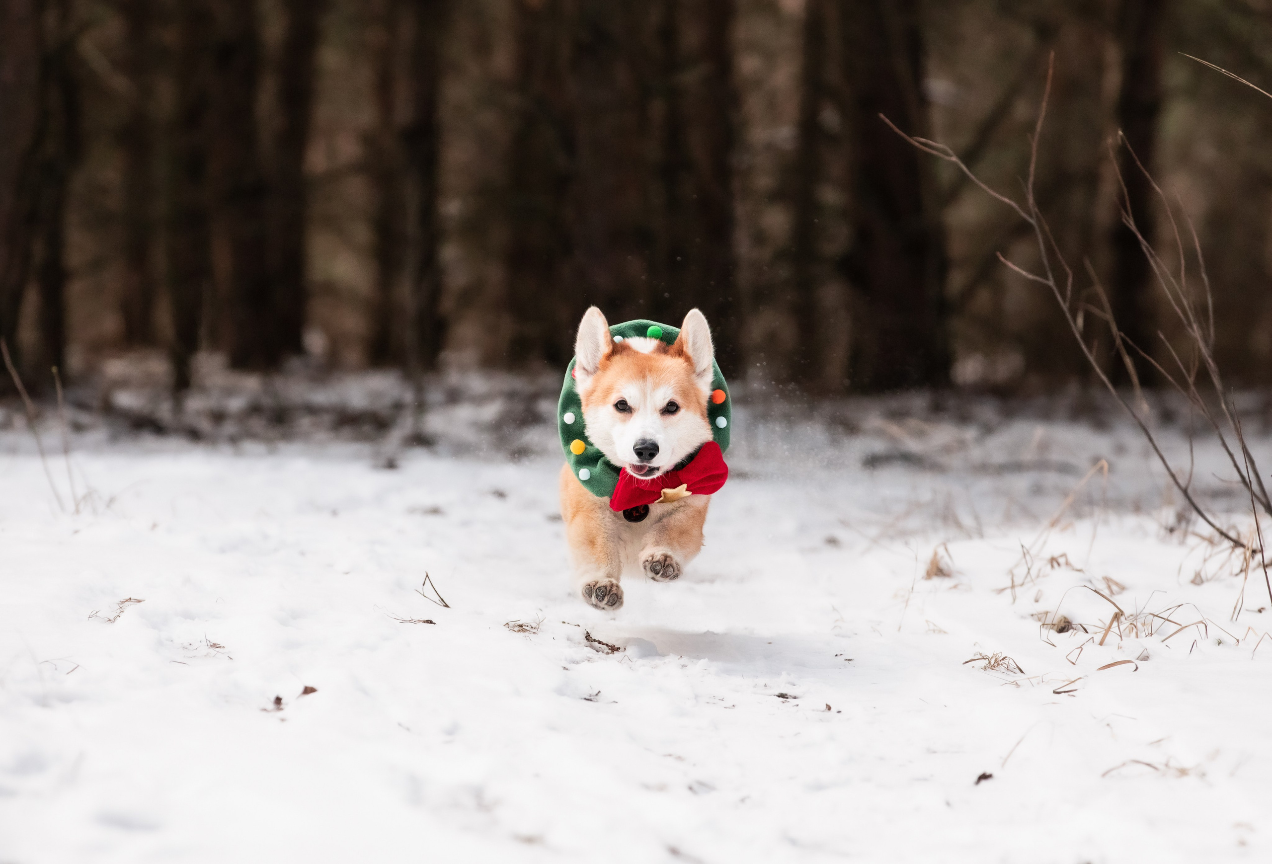 Даша и Дживс. Фотограф-анималист Смирнова Клеопатра|Москва