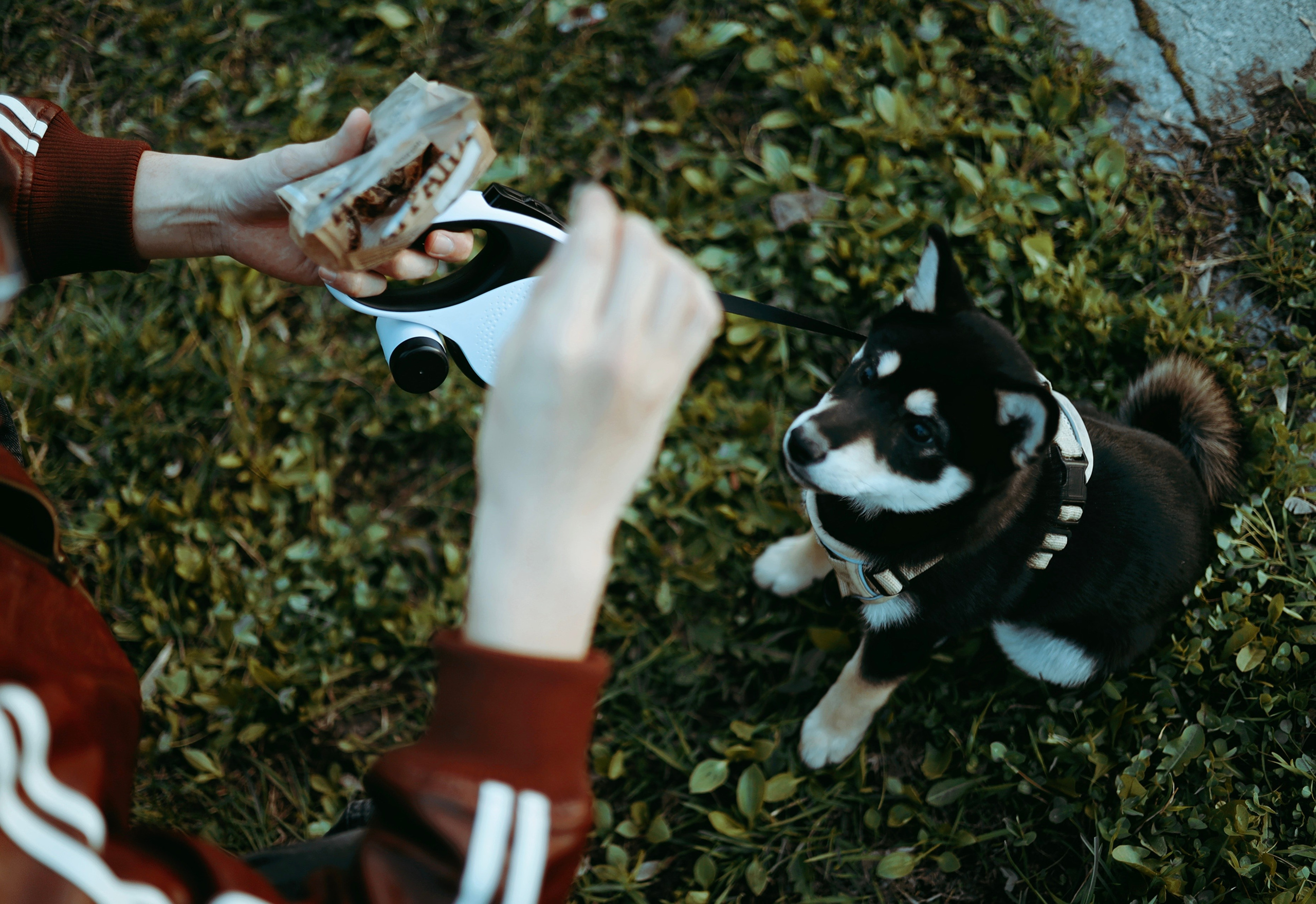 Puppy. Фотосессии в Москве и Санкт-Петербурге, а также по столицам стран Евро