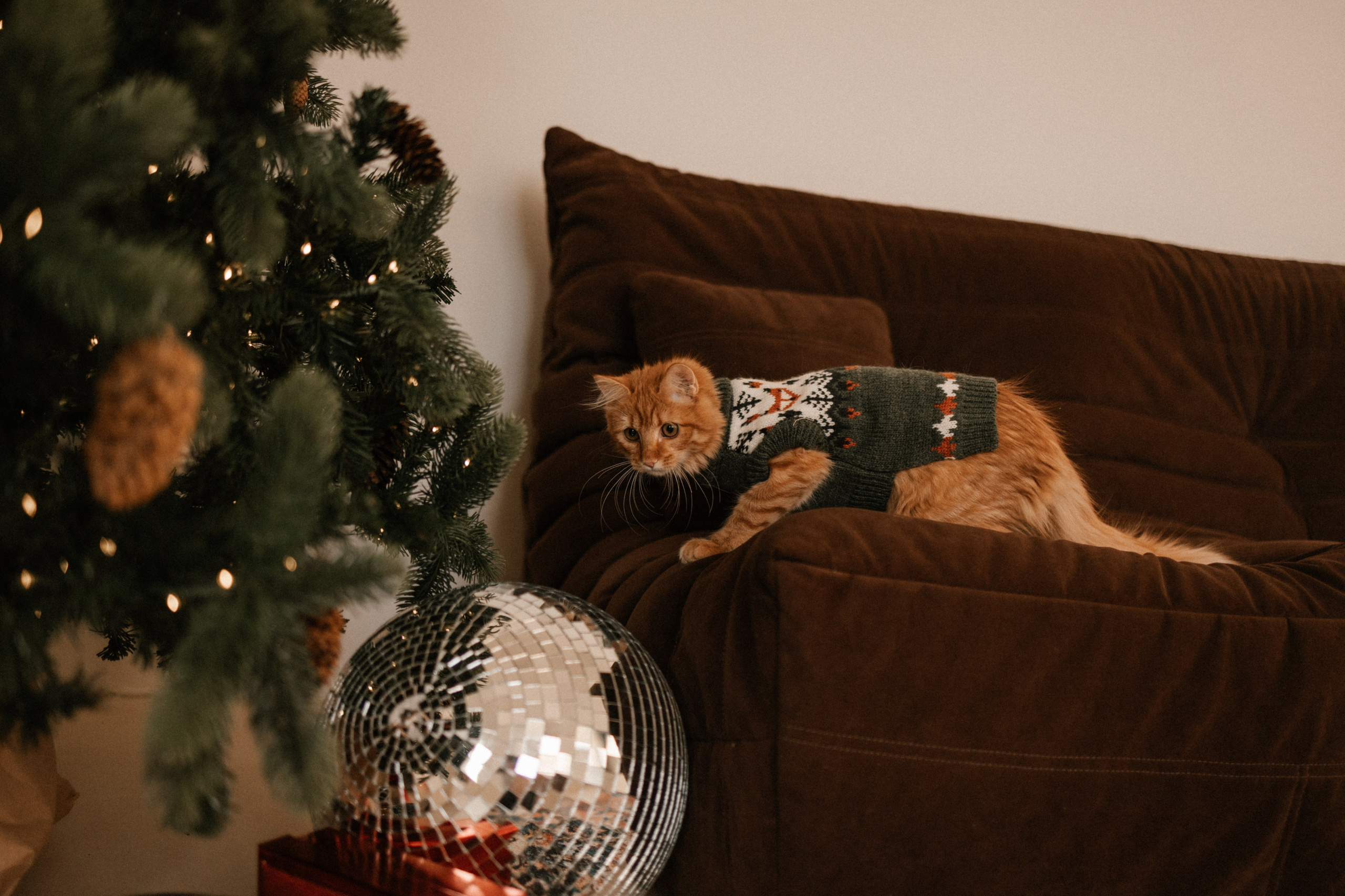 Камилла и ее девочки. Фотограф — Анималист | Санкт-Петербург