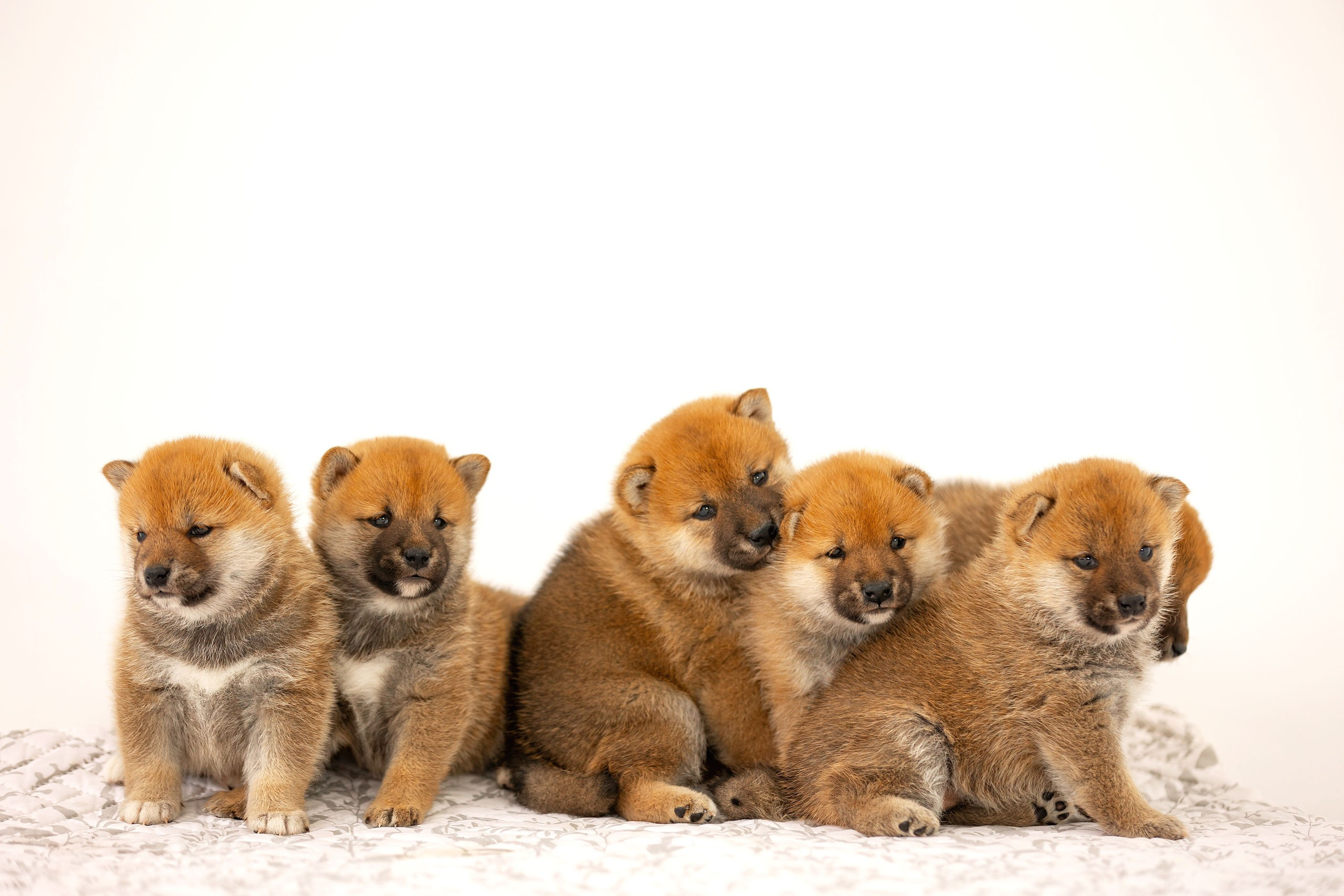 Собаки. Конный фотограф Валынкина Лера