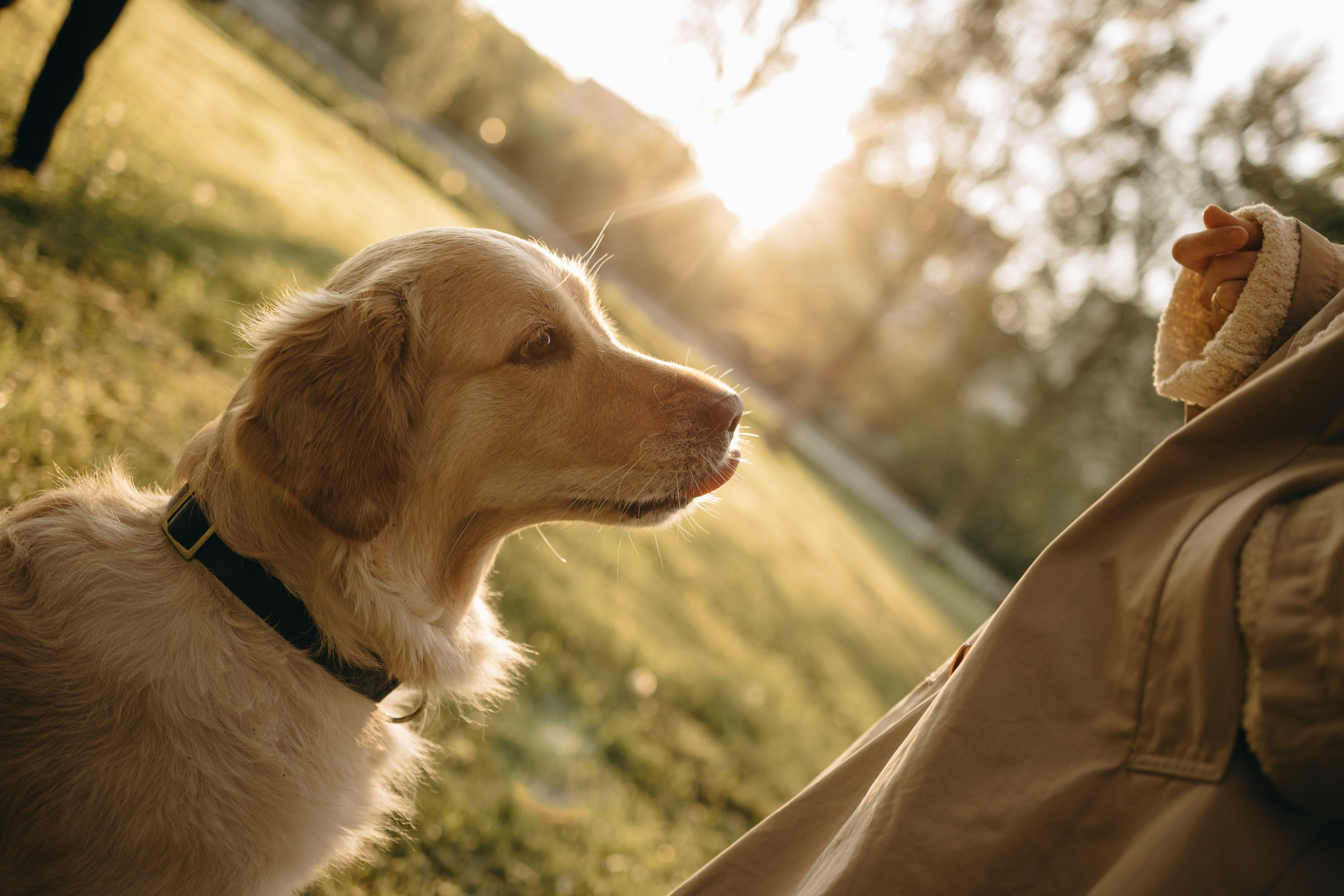 Пенни и ребята. Фотограф — Анималист | Санкт-Петербург