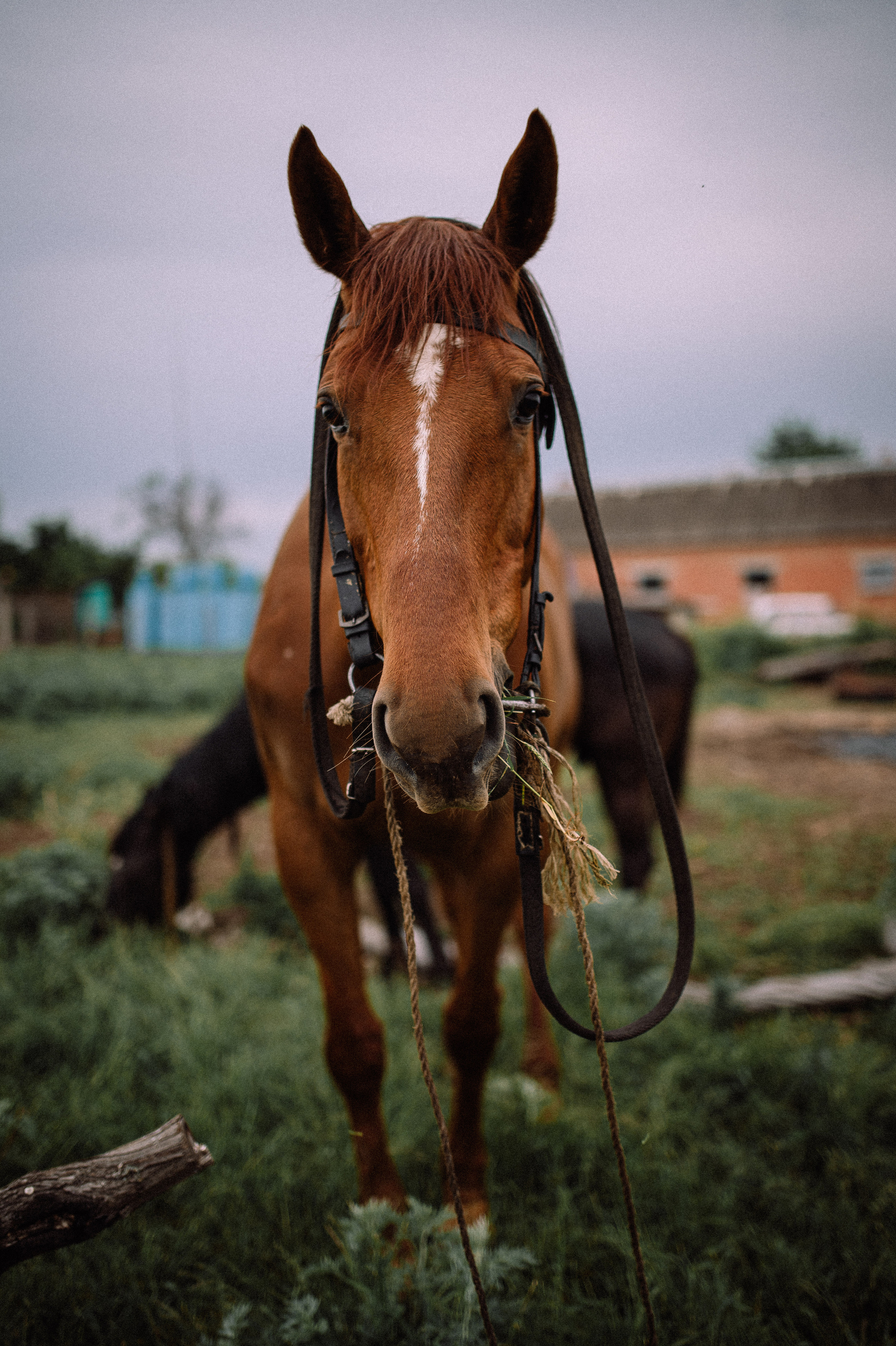 Женский портрет. Хозяйство. Фотограф Котова Валентина