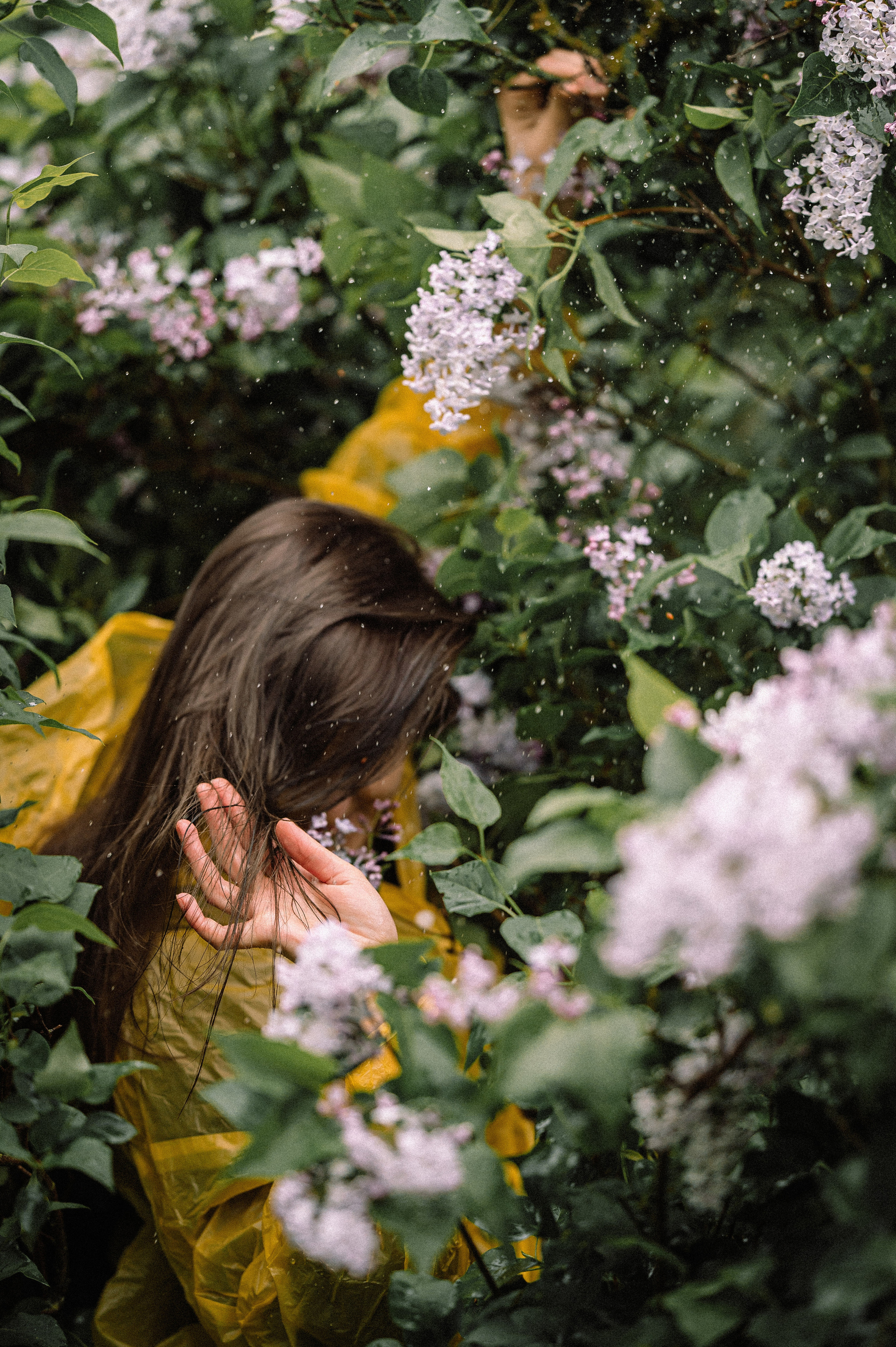 После дождя. Сирень. Фотограф Котова Валентина