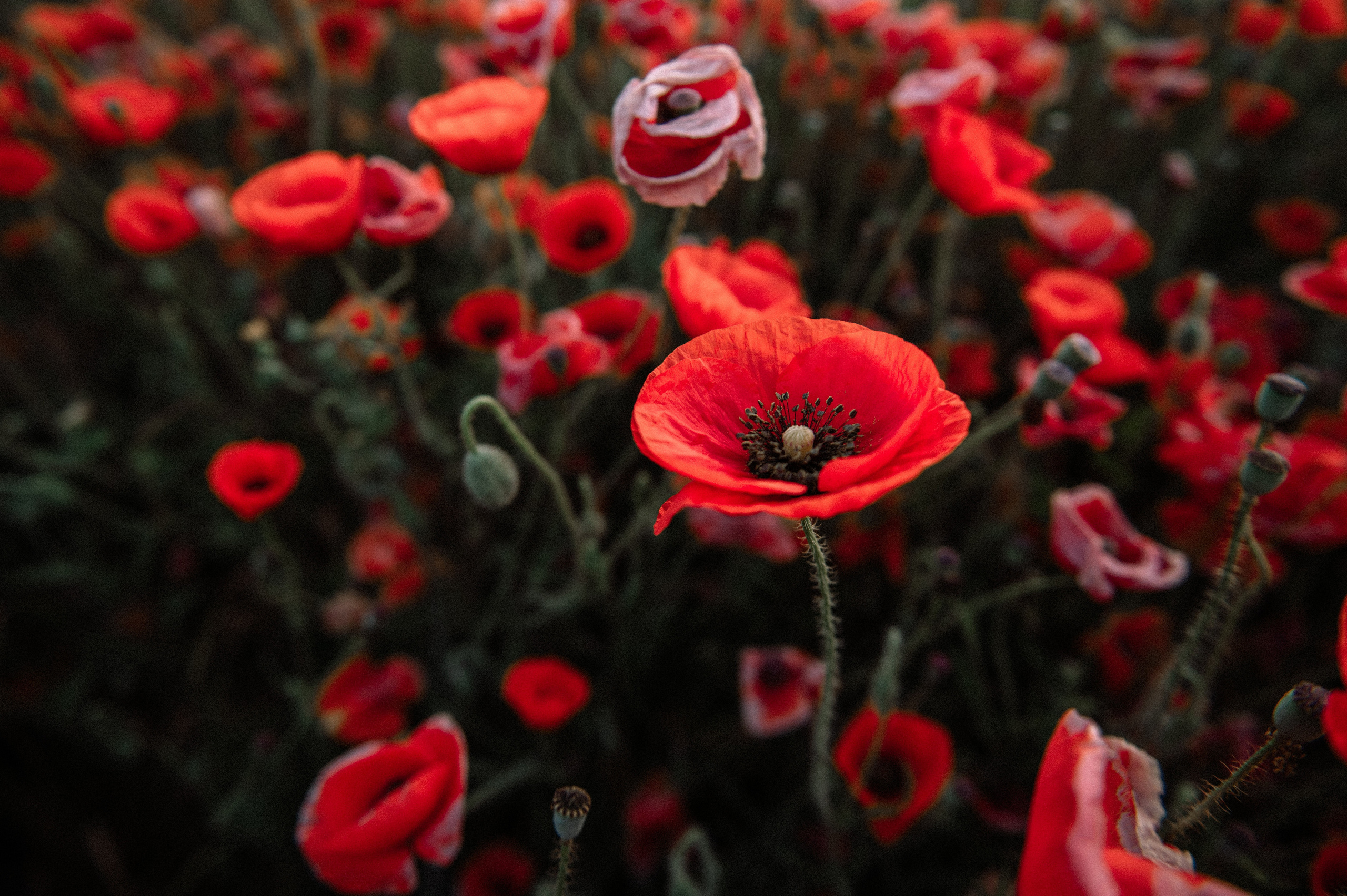 Маковое поле на рассвете. Фотограф Котова Валентина