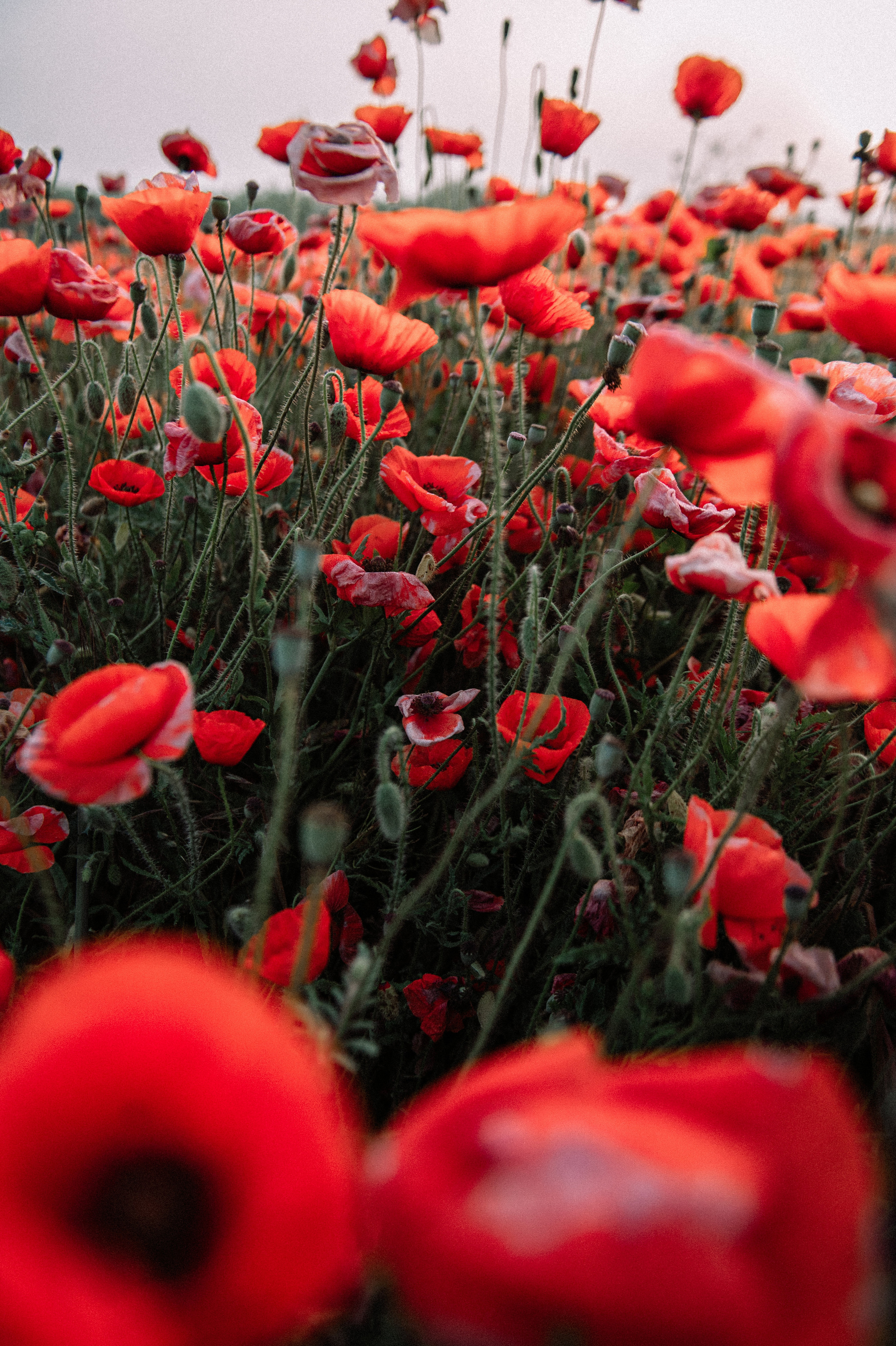 Маковое поле на рассвете. Фотограф Котова Валентина