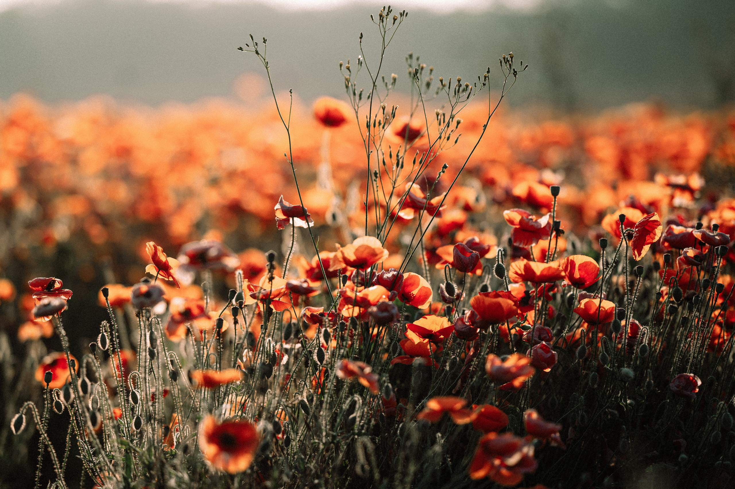 Маковое поле на рассвете. Фотограф Котова Валентина