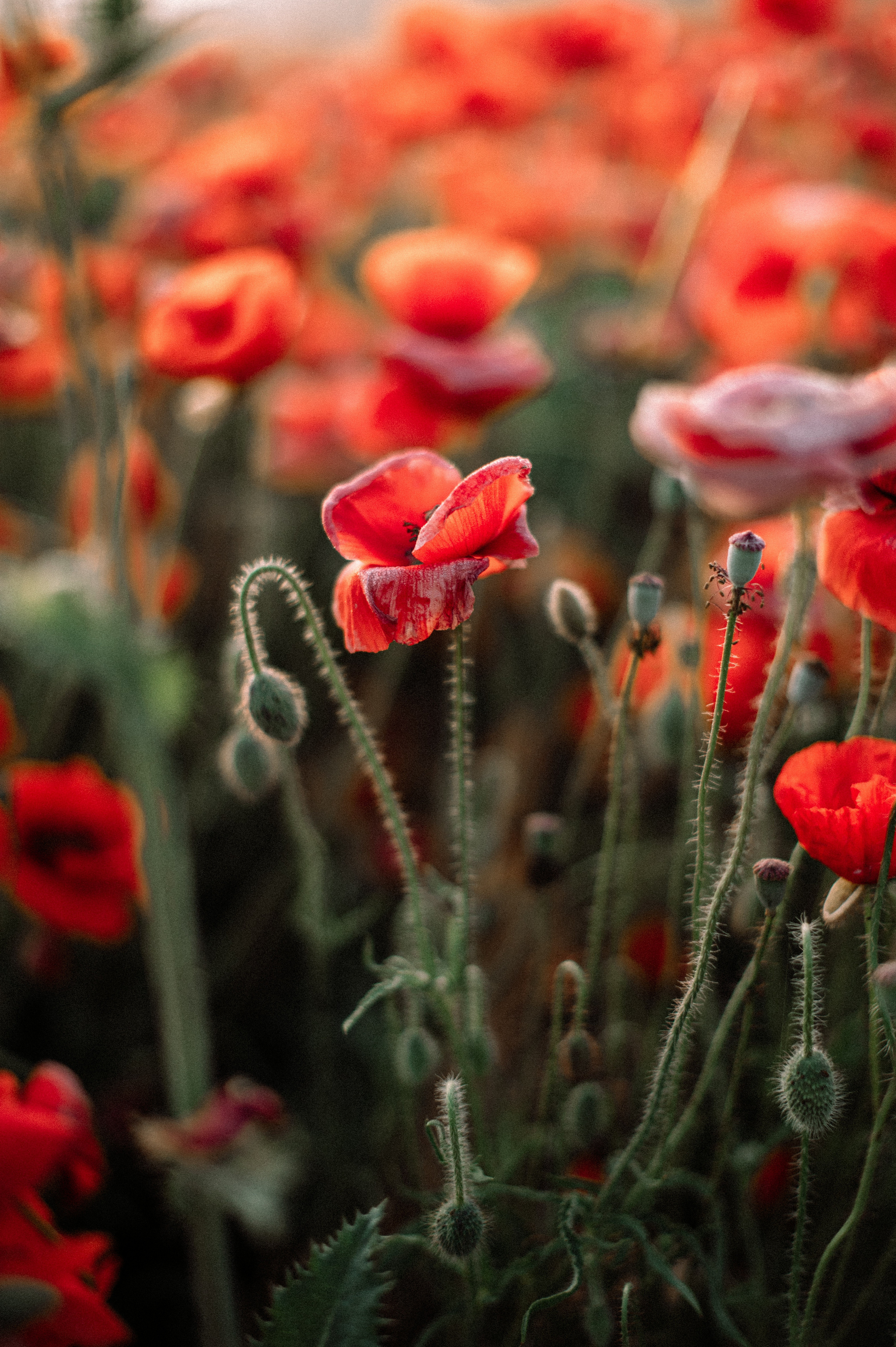 Маковое поле на рассвете. Фотограф Котова Валентина