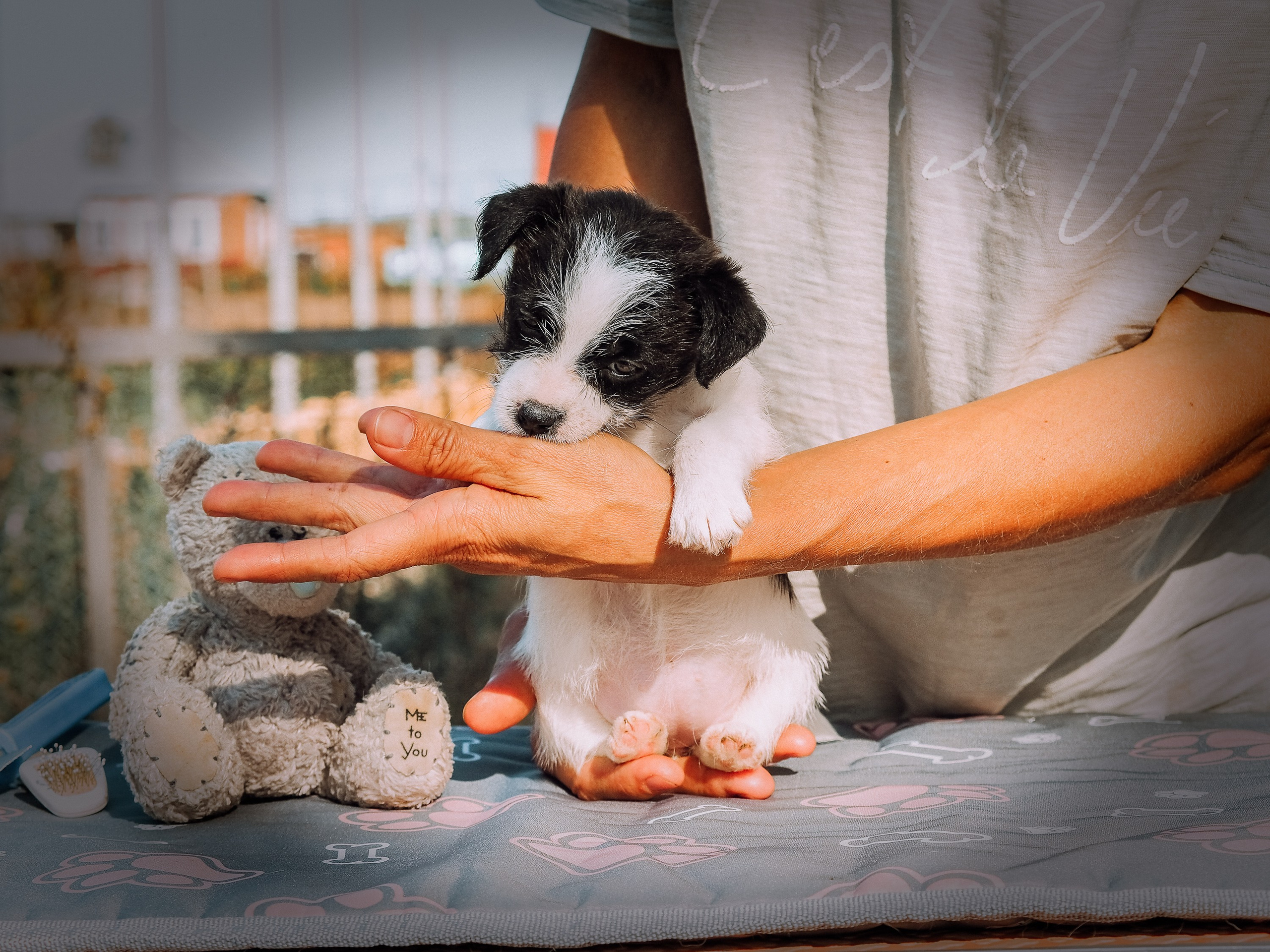 Бело-черная красавица джек-рассел-терьер. КАНЕ МАЭСТРО — питомник Джек рассел терьеров