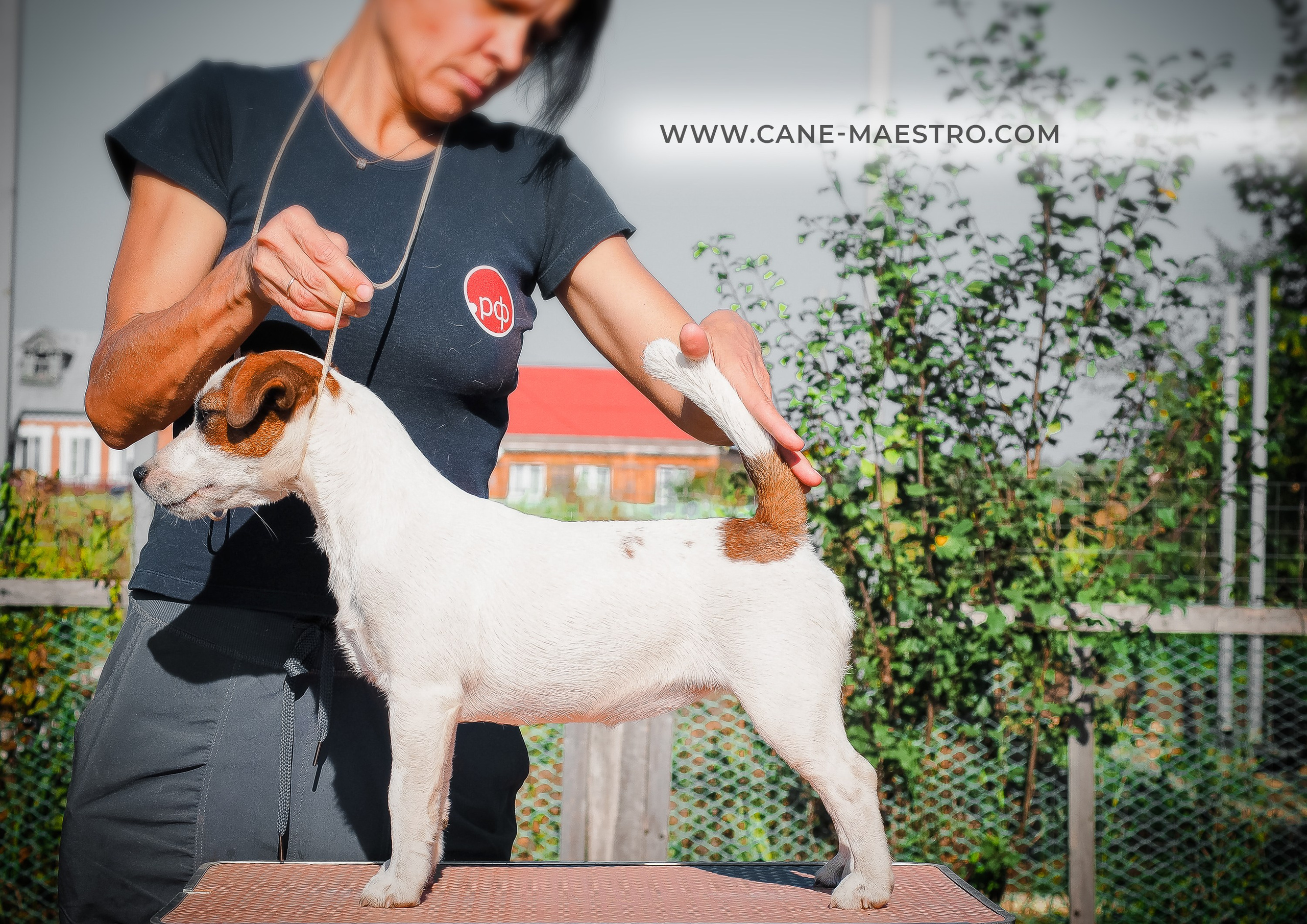 Щенок Джек-рассел-терьер. КМ ФЕРИТЕЙЛ. Гладкий джек рассел. Девочка№1. КАНЕ МАЭСТРО — питомник Джек рассел терьеров