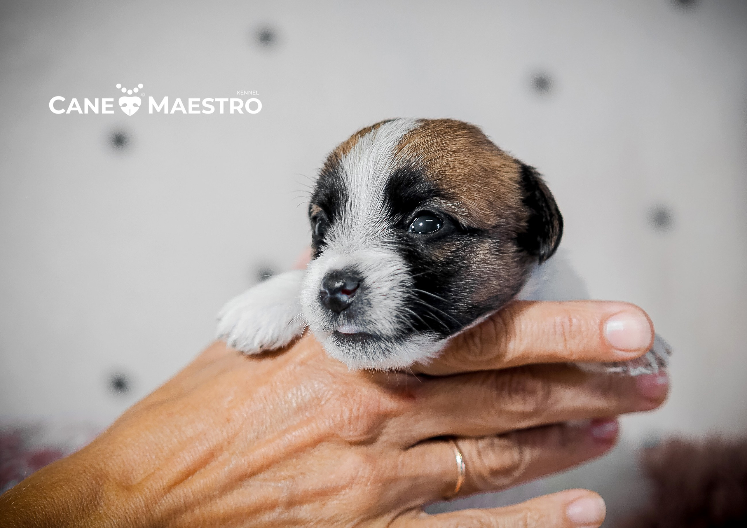 X_female_2_b-t. CANE MAESTRO — kennel Jack Russell Terrier
