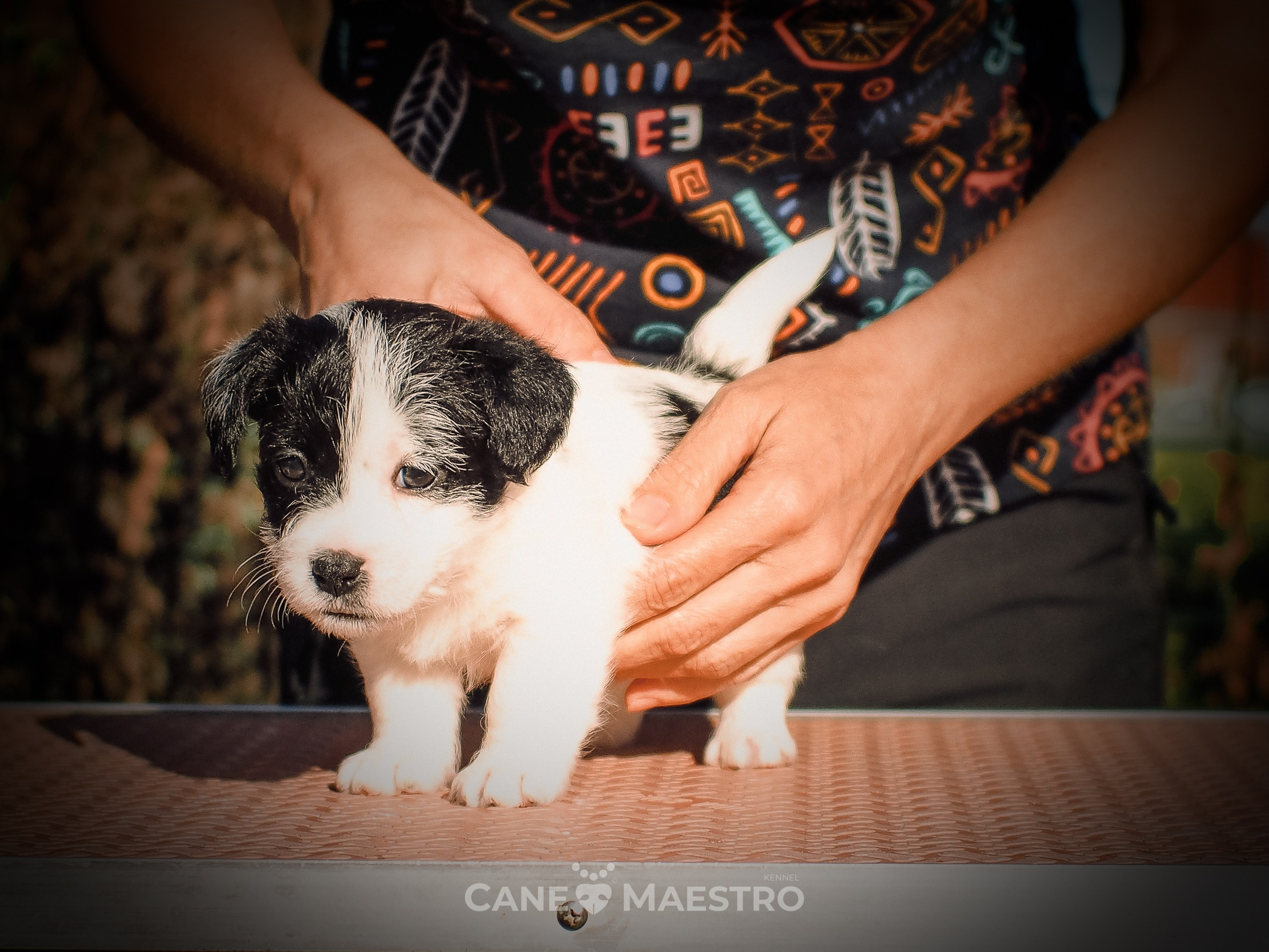 КОБ_Z_2_BLACK_27_08_2025. CANE MAESTRO — kennel Jack Russell Terrier