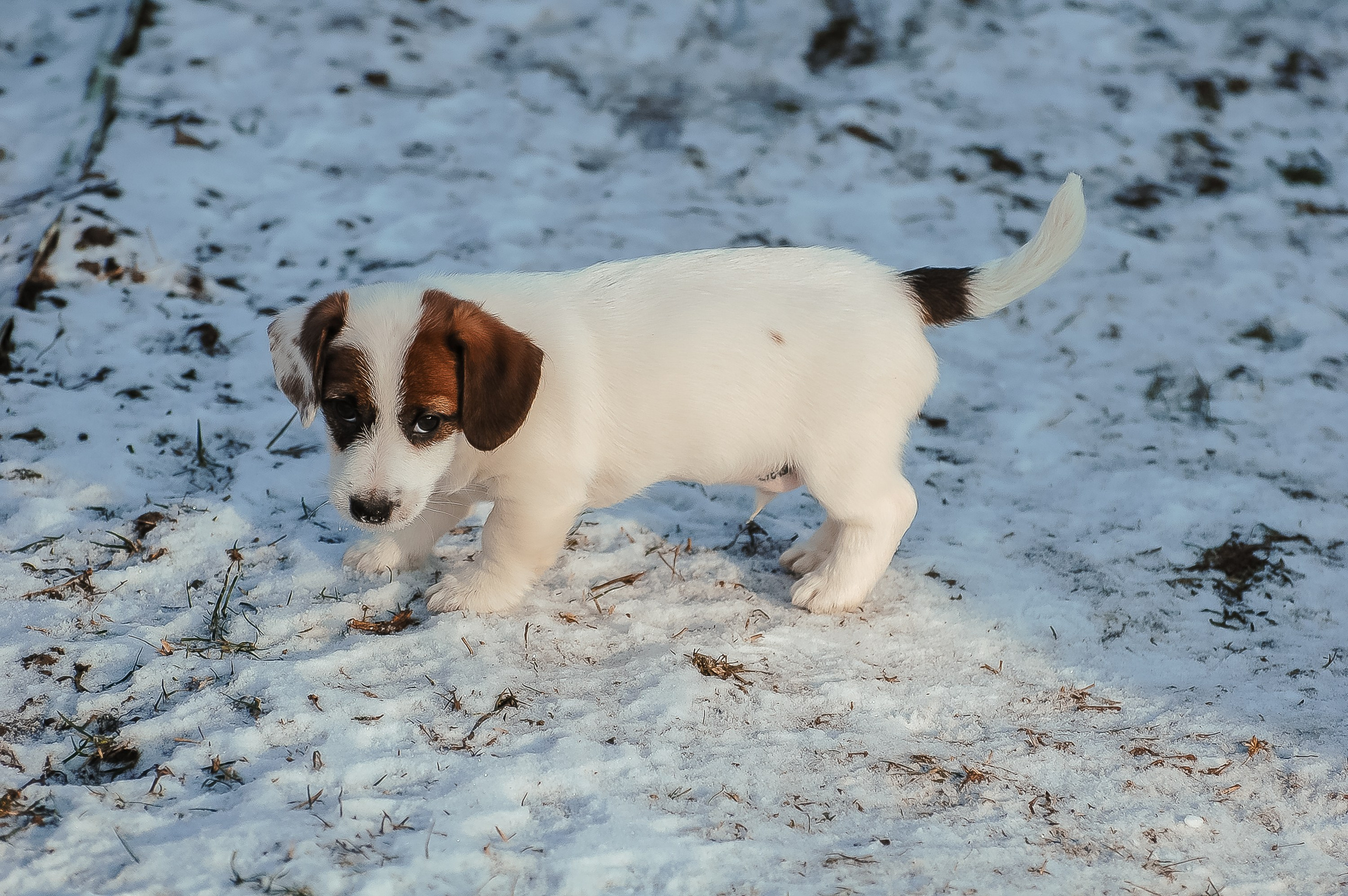 1КОБЛ_МОНОКЛЬ_Ц_ЛИТТЕР. CANE MAESTRO — kennel Jack Russell Terrier