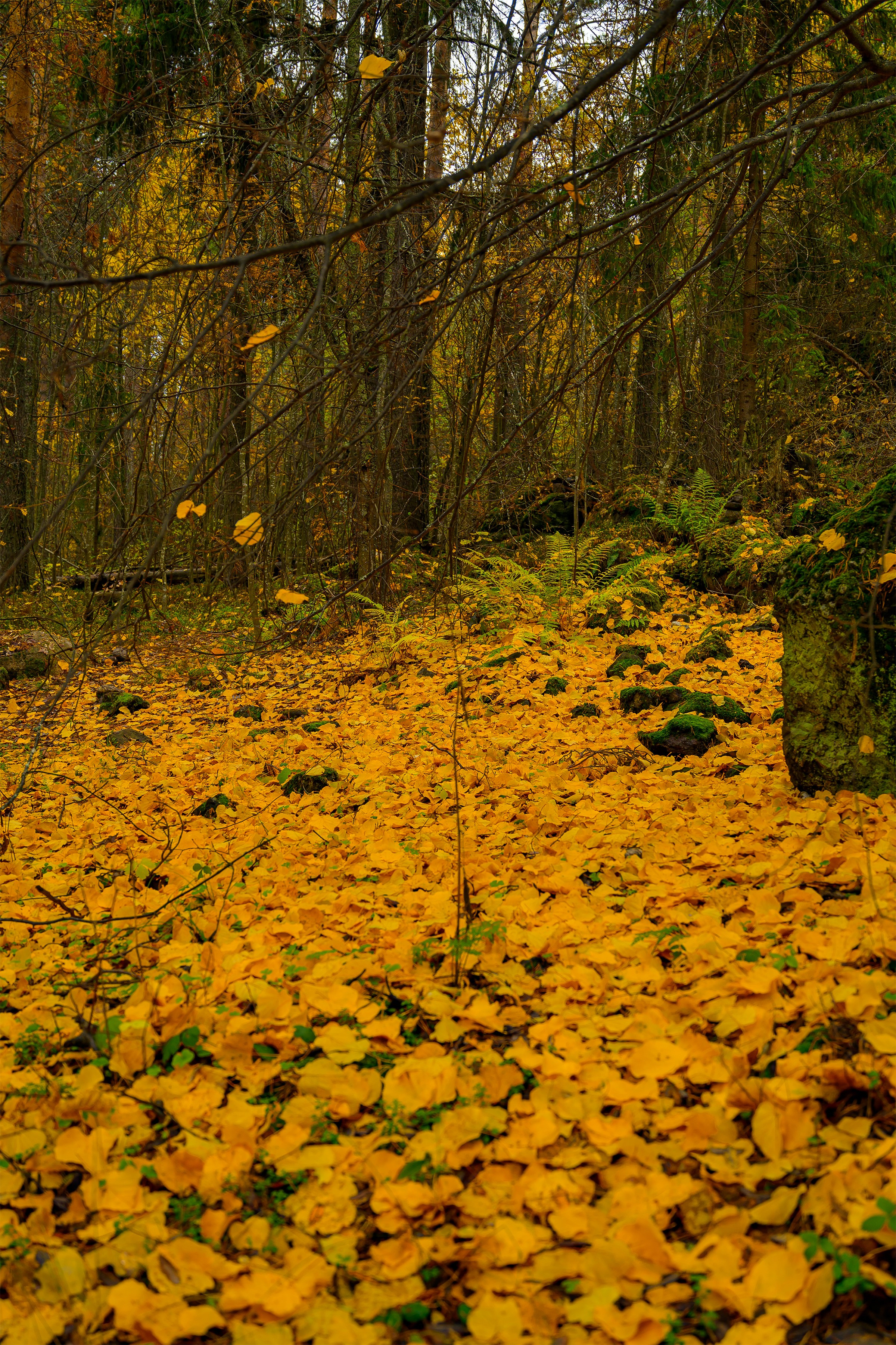Пейзажики. Фотограф из Боровска в Калужской области