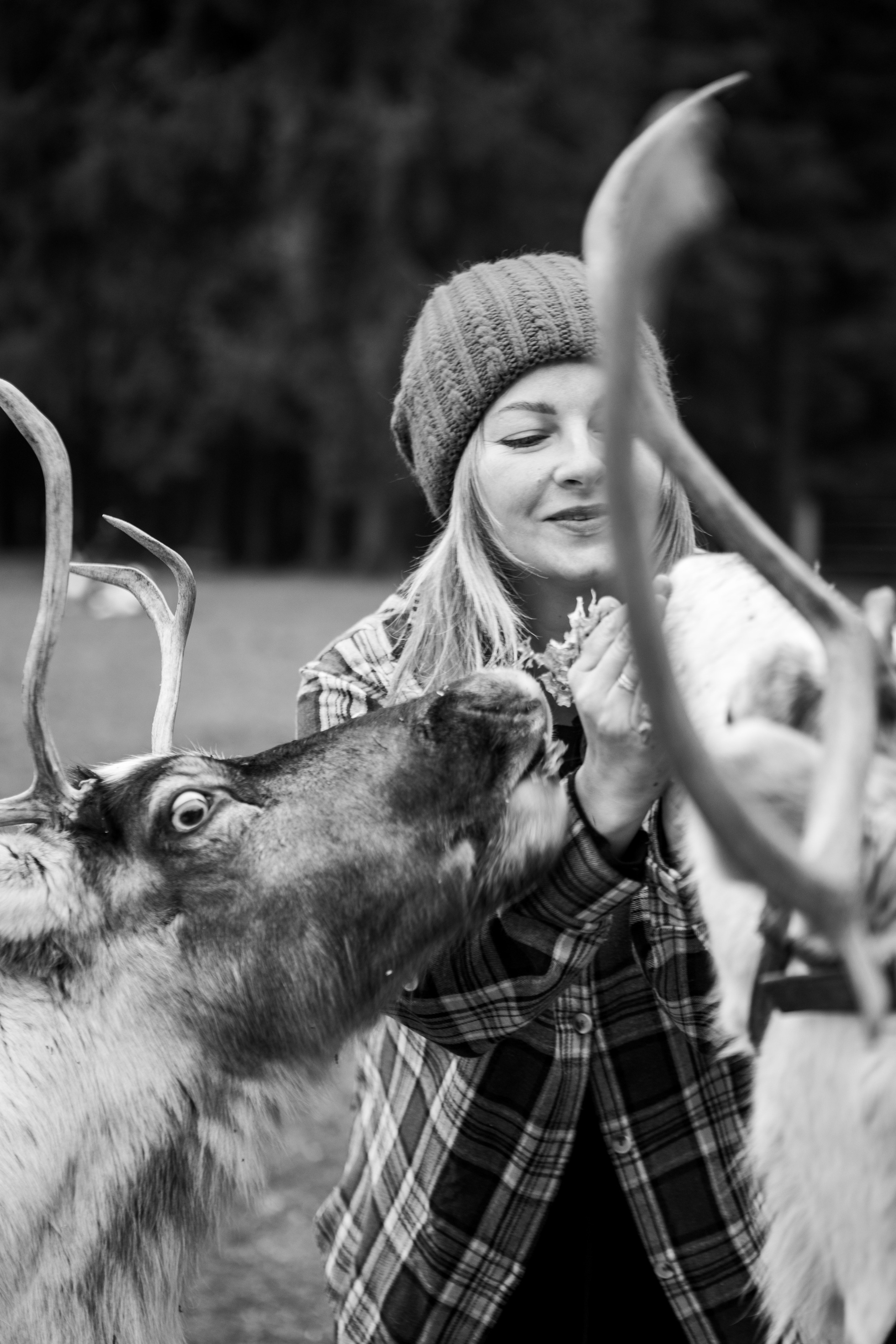 Экспресс с оленями. Свадебный и семейный фотограф Анастасия Багрец