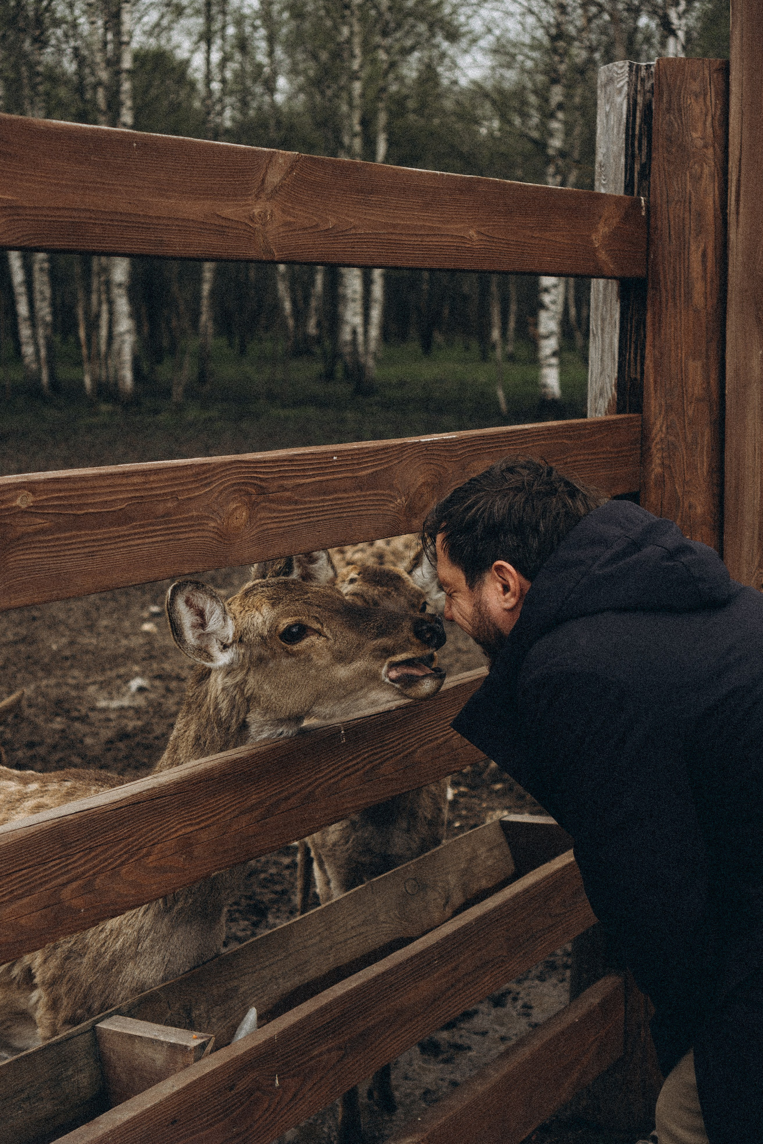 ОЛЕНЬЯ ФЕРМА В ТВЕРИ. Профессиональный фотограф, Санкт-Петербург — Виктория Богомолова