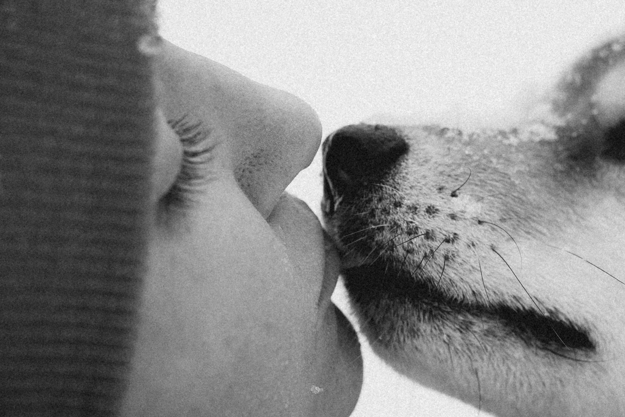 Настя и Ронин