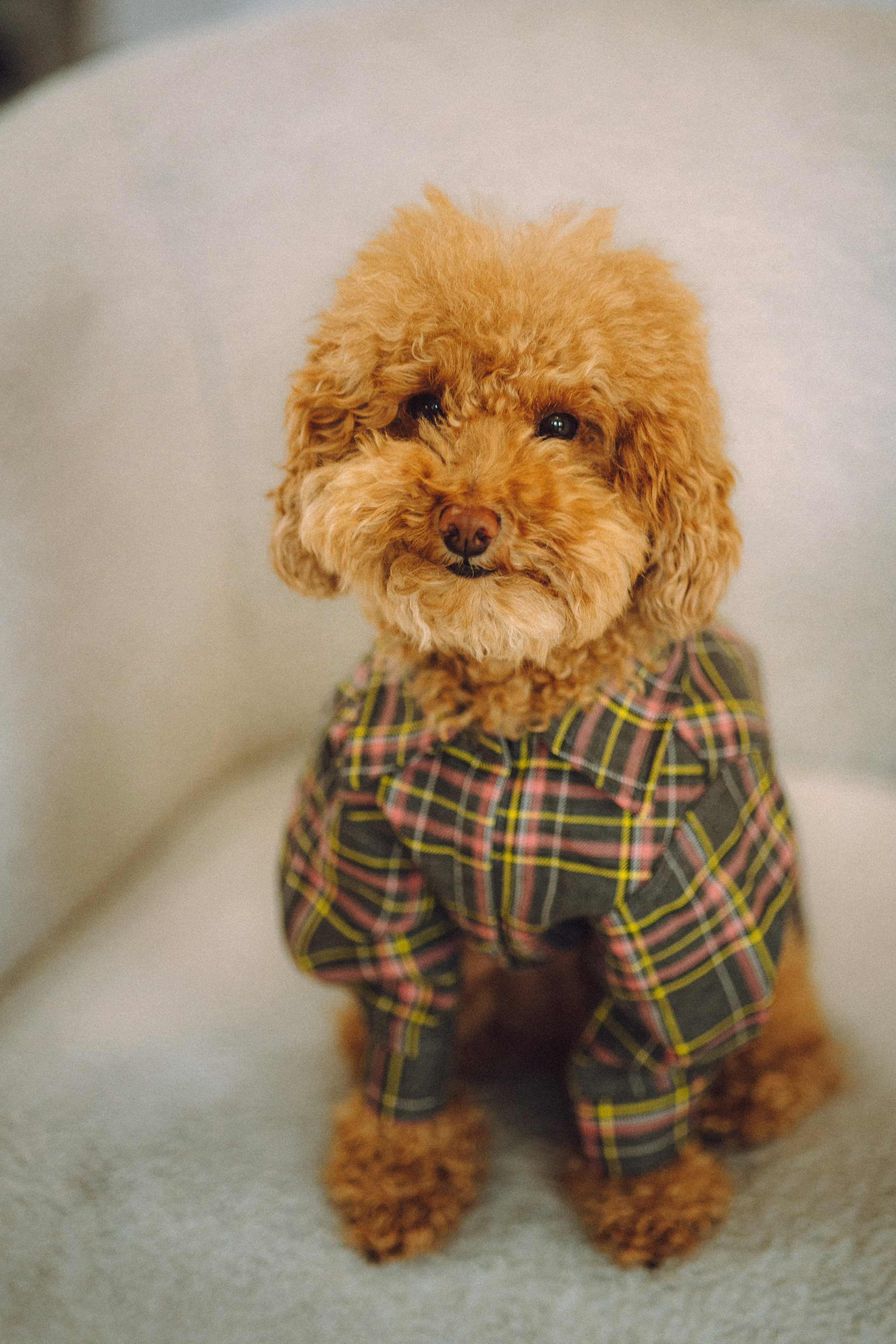 День Рождения пуделя Глаши