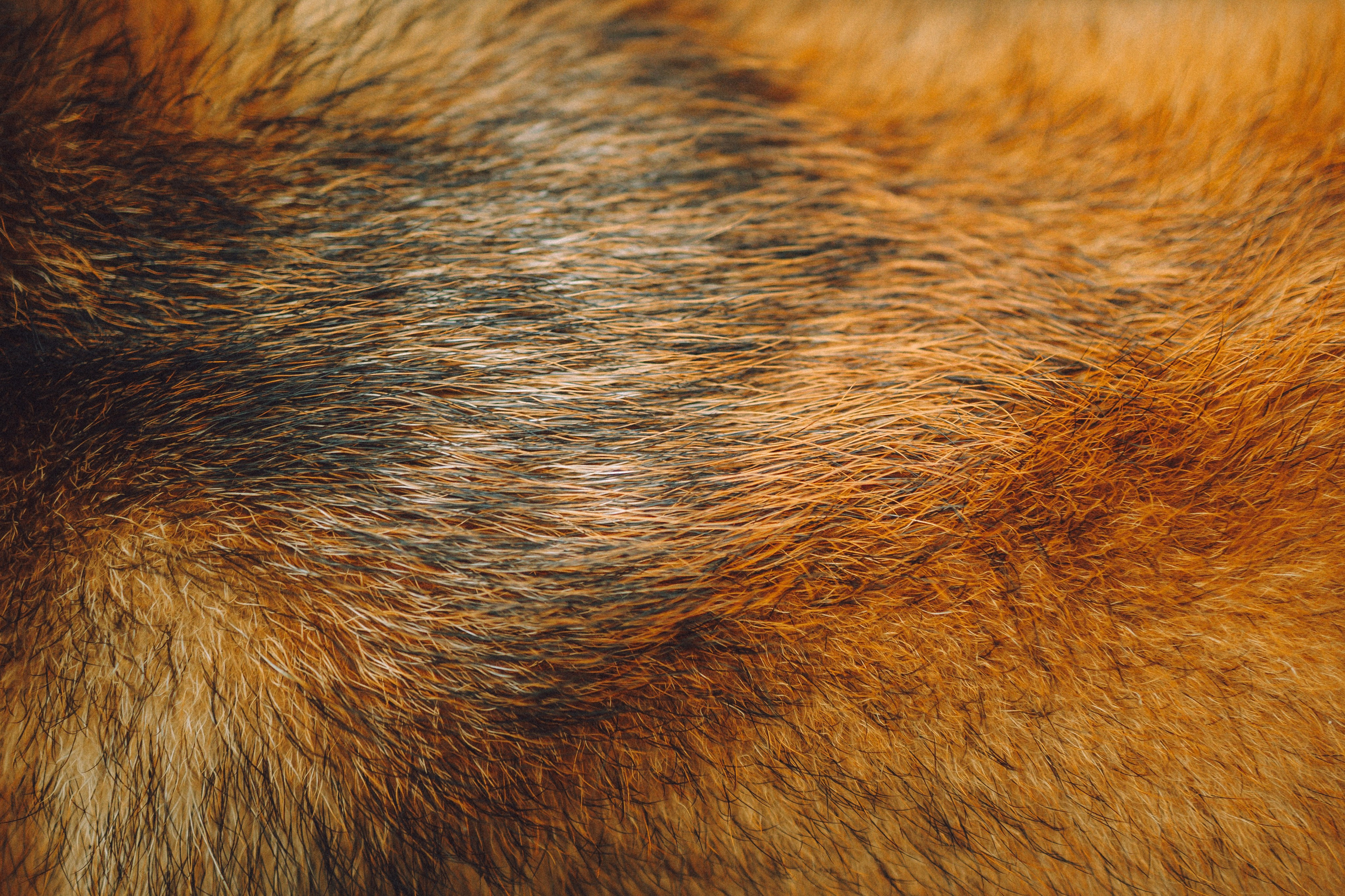 Настя, Юра и Скай