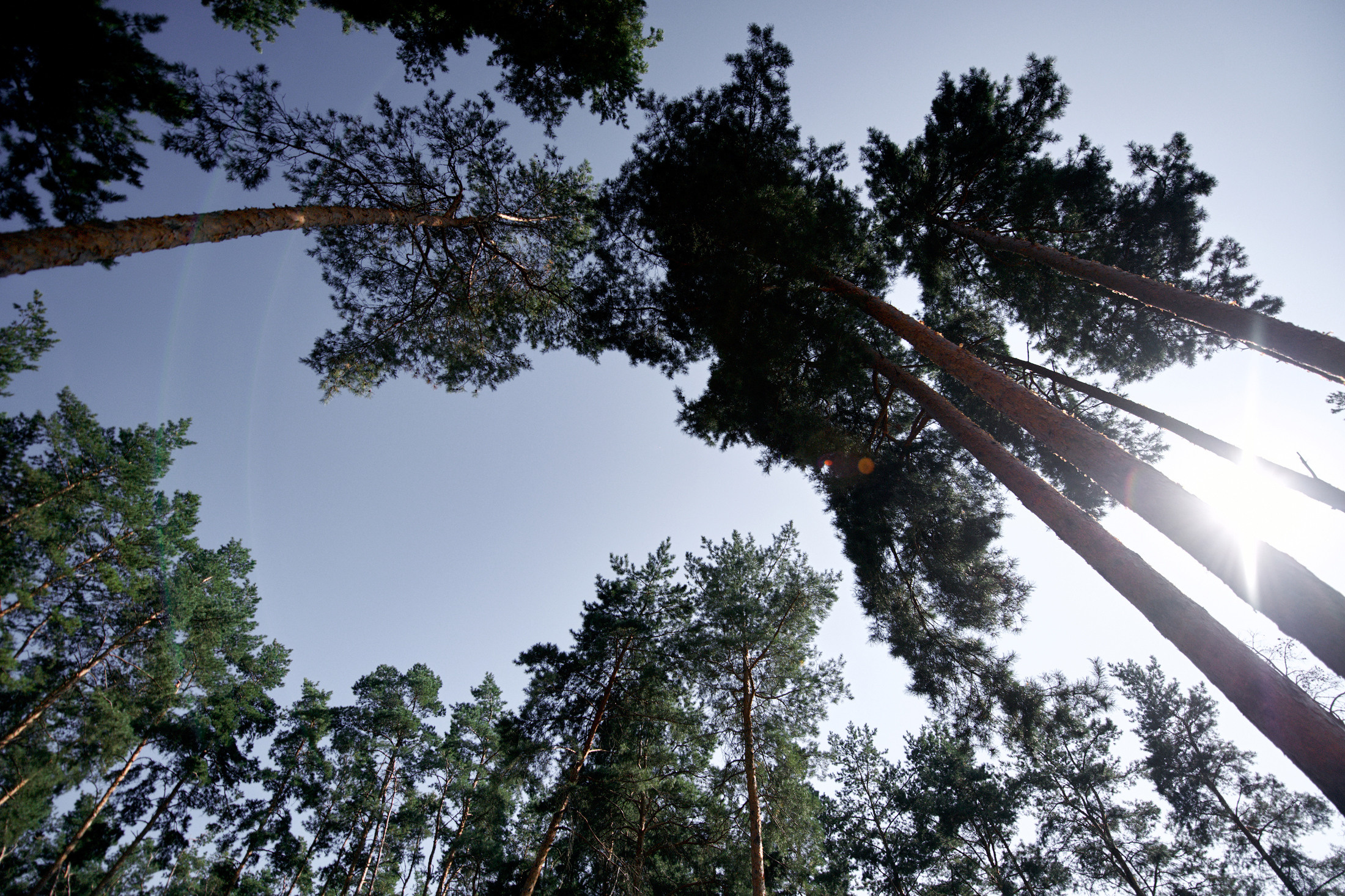 Максим & Алина. Свадебный фотограф в Тамбове Синельников Александр