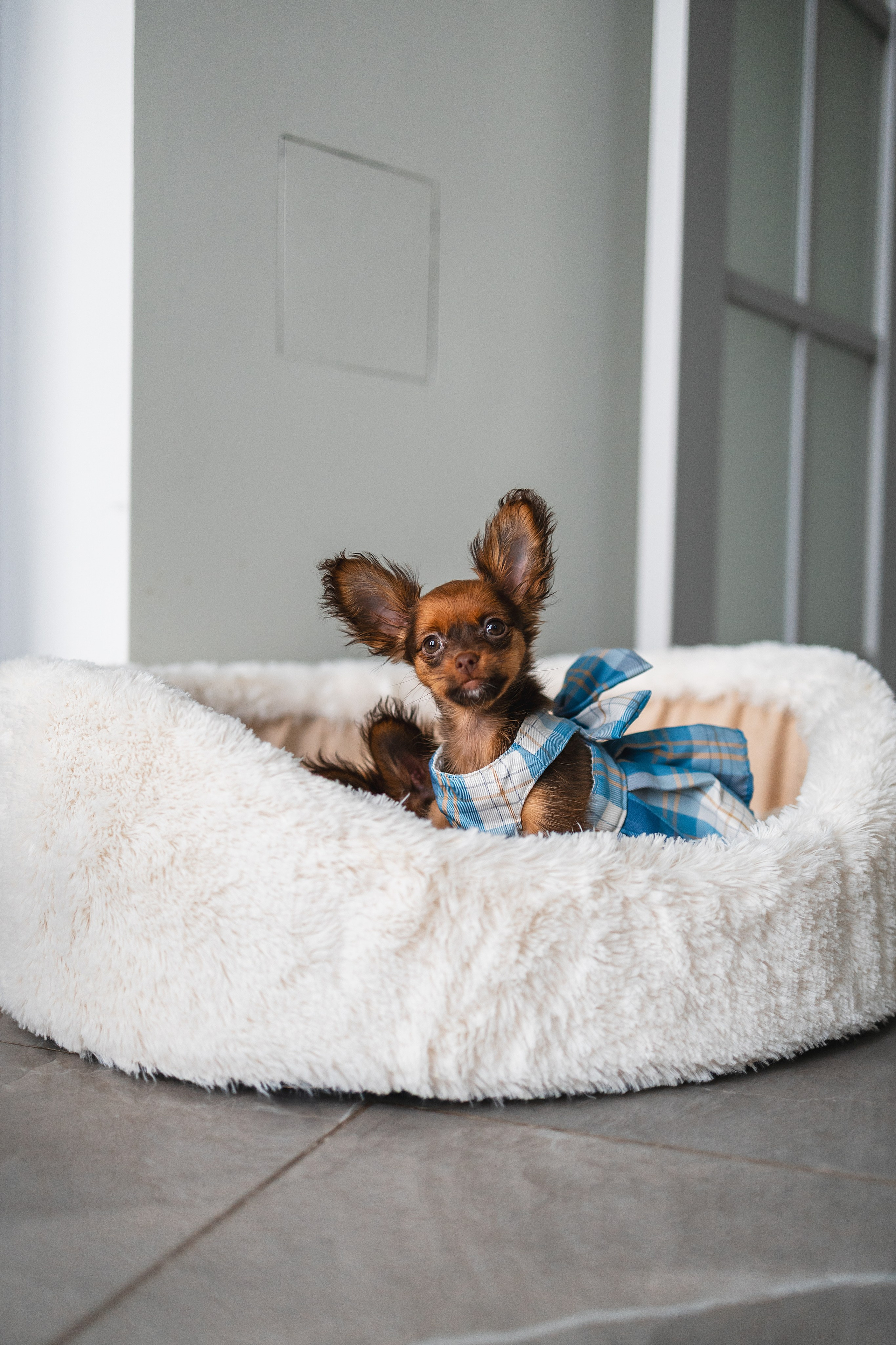 Малыши Той Терьер. Фотограф Анималист в Москве Анастасия Жучкова