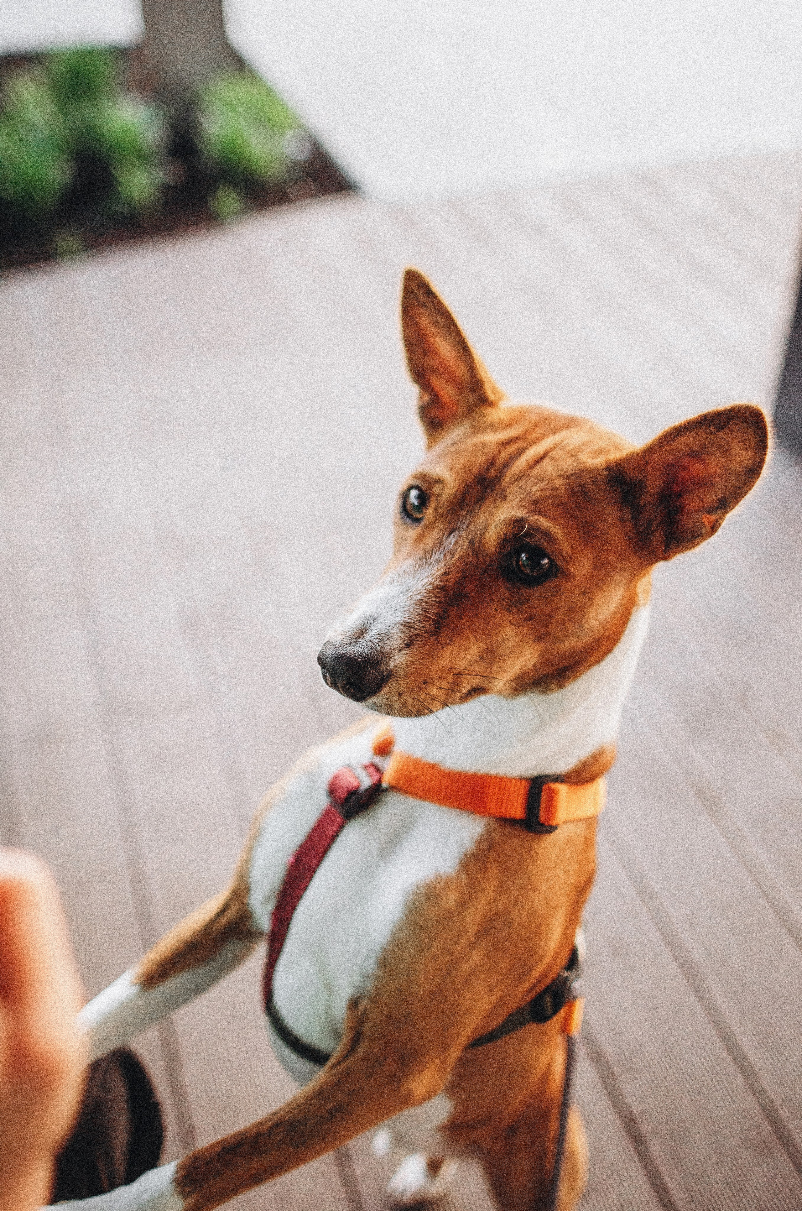 Снежана и Мэнни. Фотограф-анималист Богданова Полина