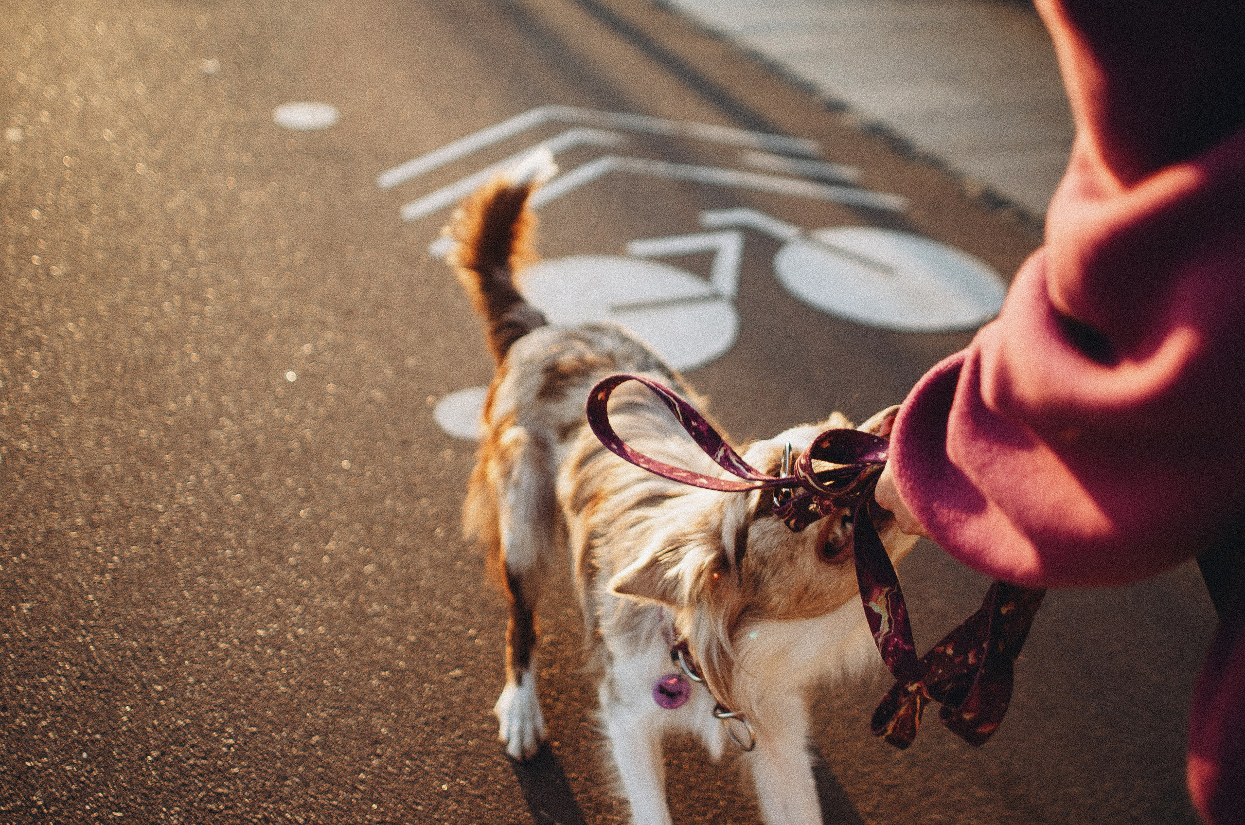 Аня и Дэймон. Фотограф-анималист Богданова Полина