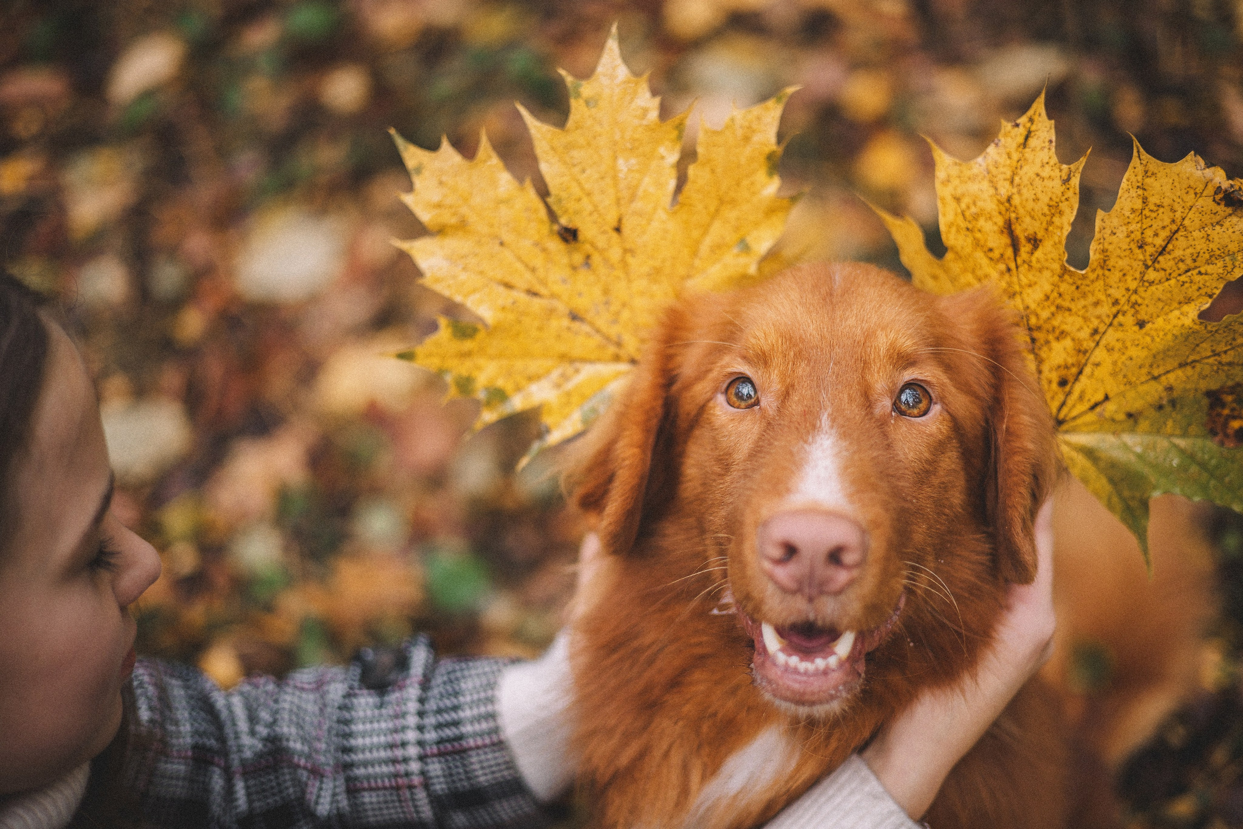 Алина и Бис. Фотограф-анималист Богданова Полина
