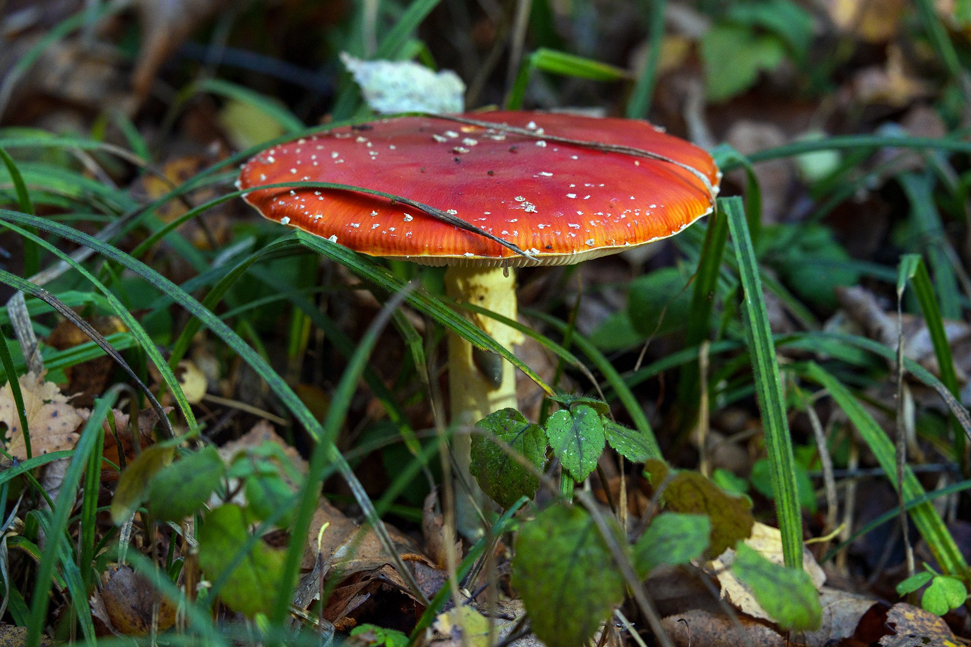 Цветы. Ваш личный фотограф Марина Волкова