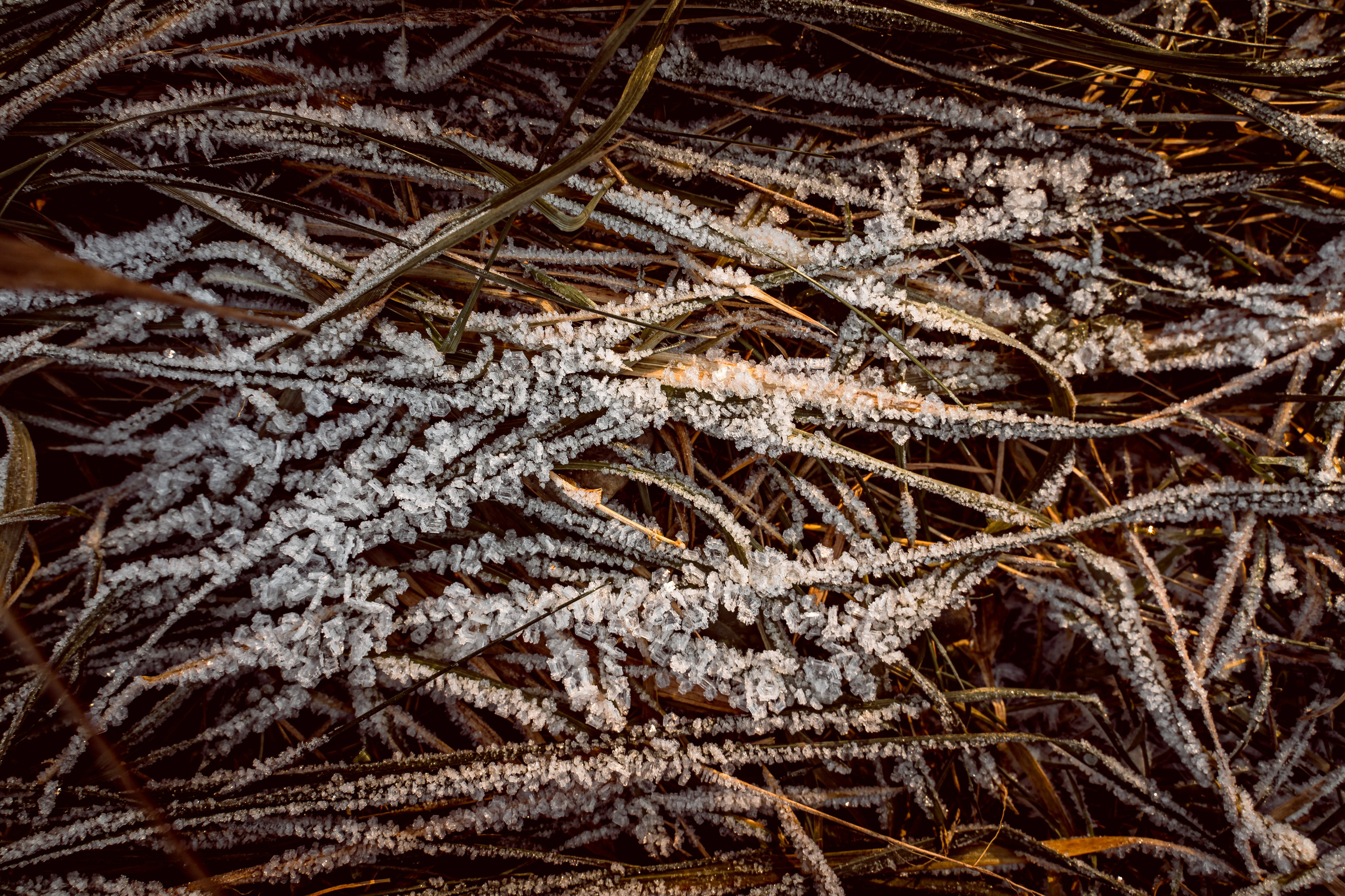 Пища для глаз. Ваш фотограф Северск | Томск