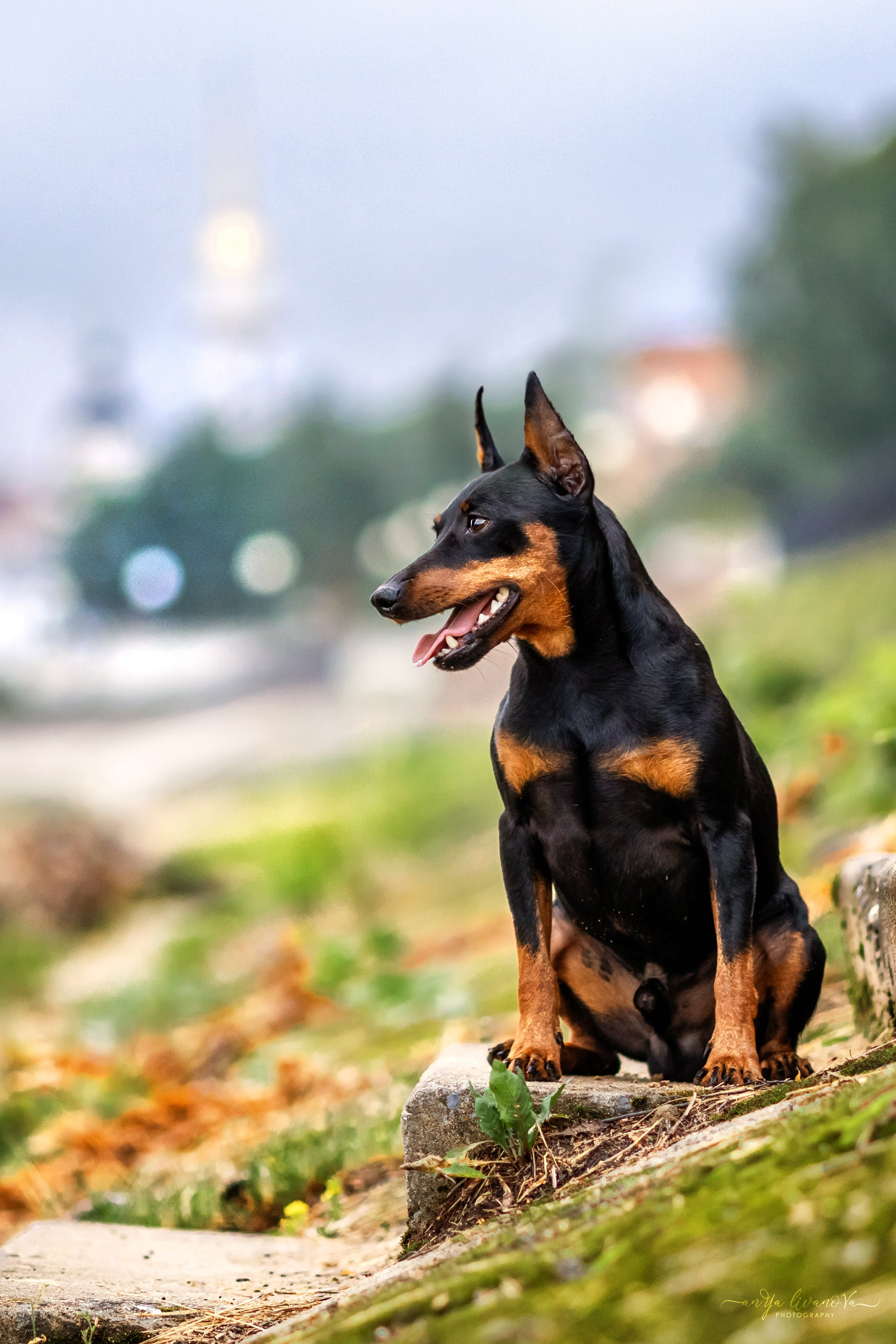 Буба. Фотограф анималист Аня Ливанова | Рыбинск