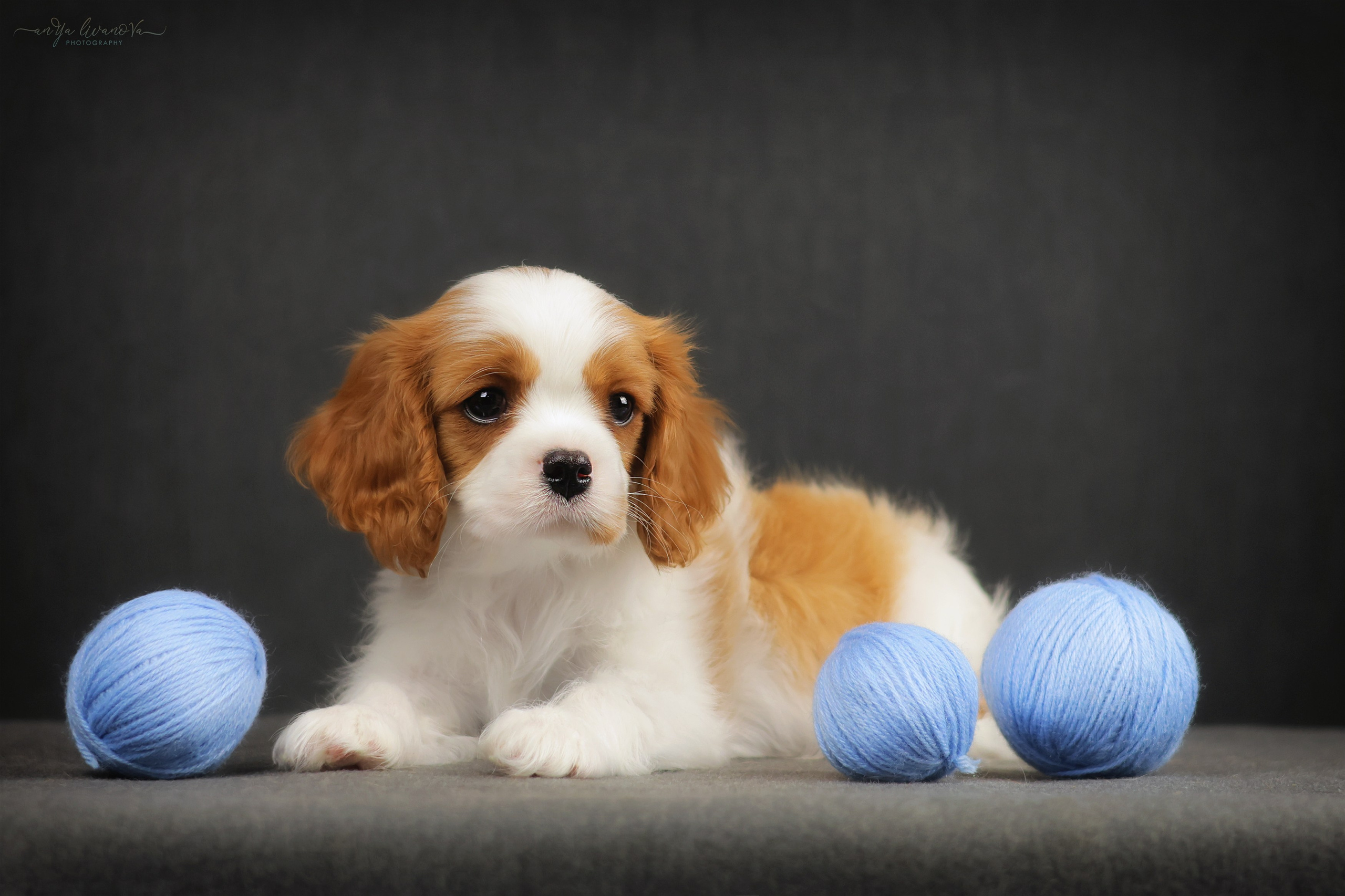 Кавалерчики. Фотограф анималист Аня Ливанова | Рыбинск