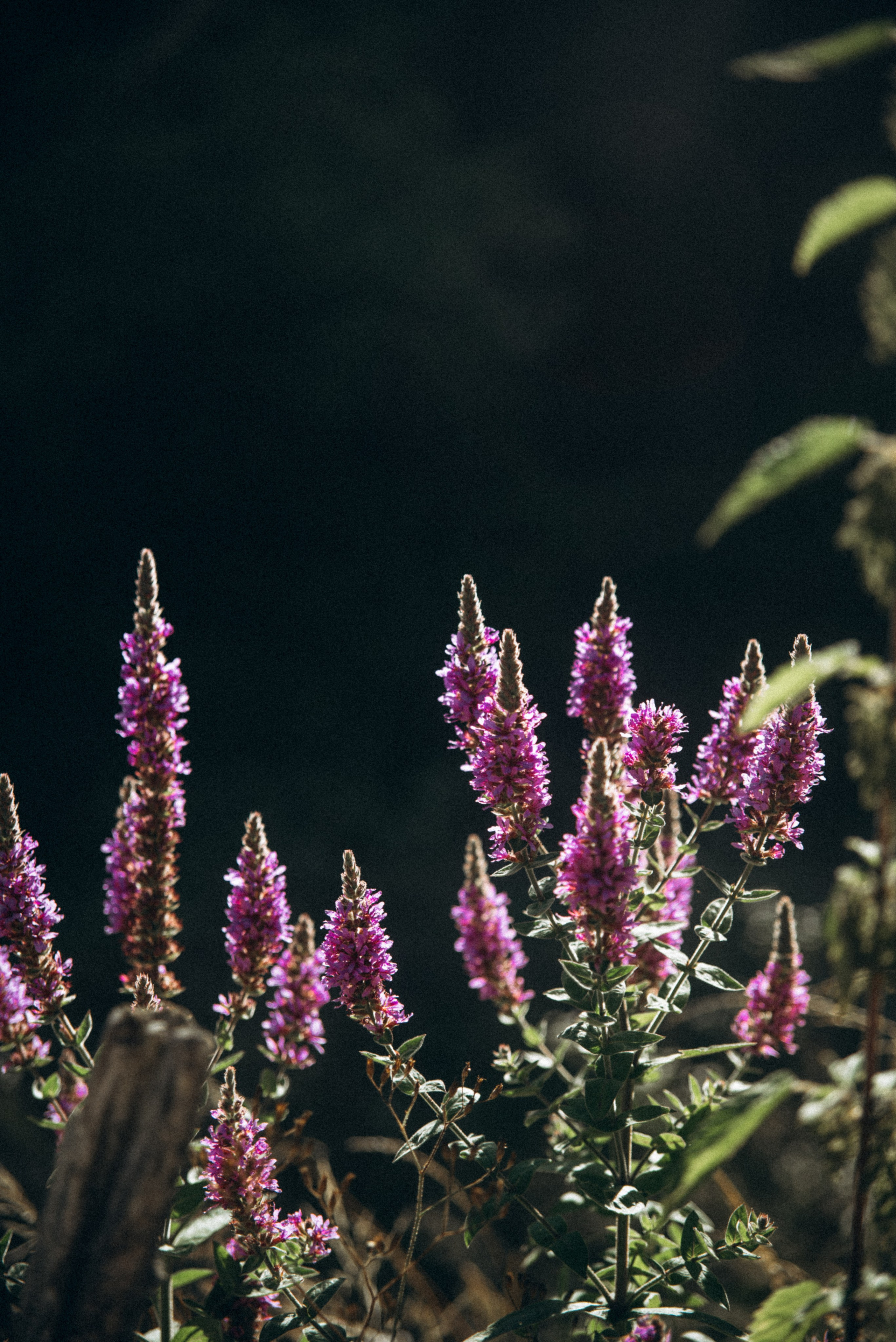 Верхняя Аджария, Грузия 🇬🇪. Anita_photo