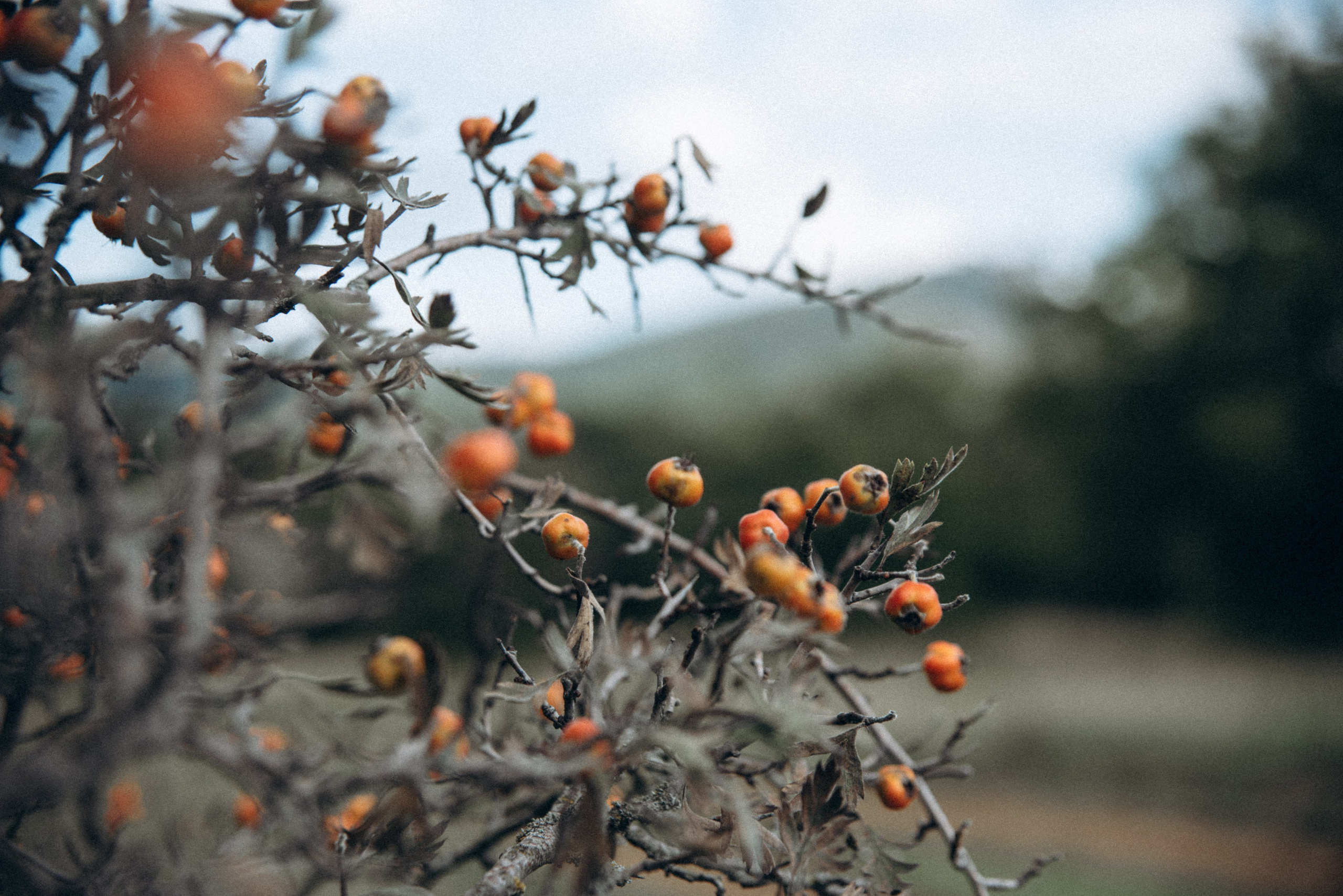 Harmoyfest 2023 Georgia 🇬🇪. Anita_photo