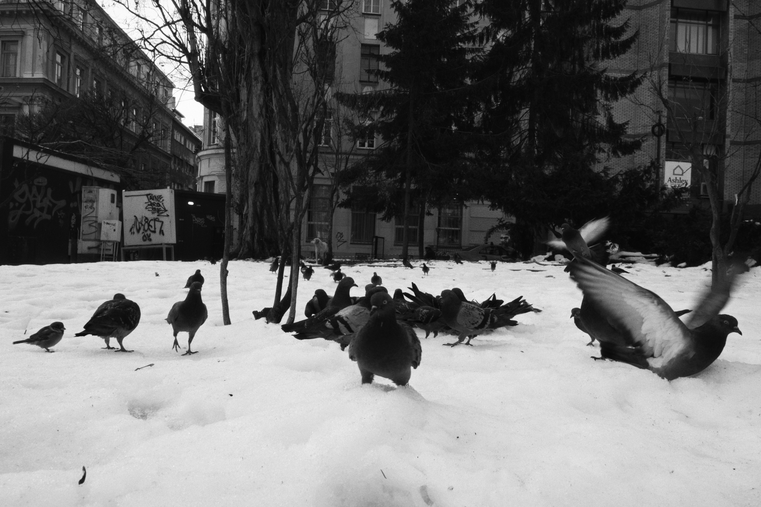 Sarajevo / Bosnia and Herzegovina AW26. Фотограф Юрин Евгений