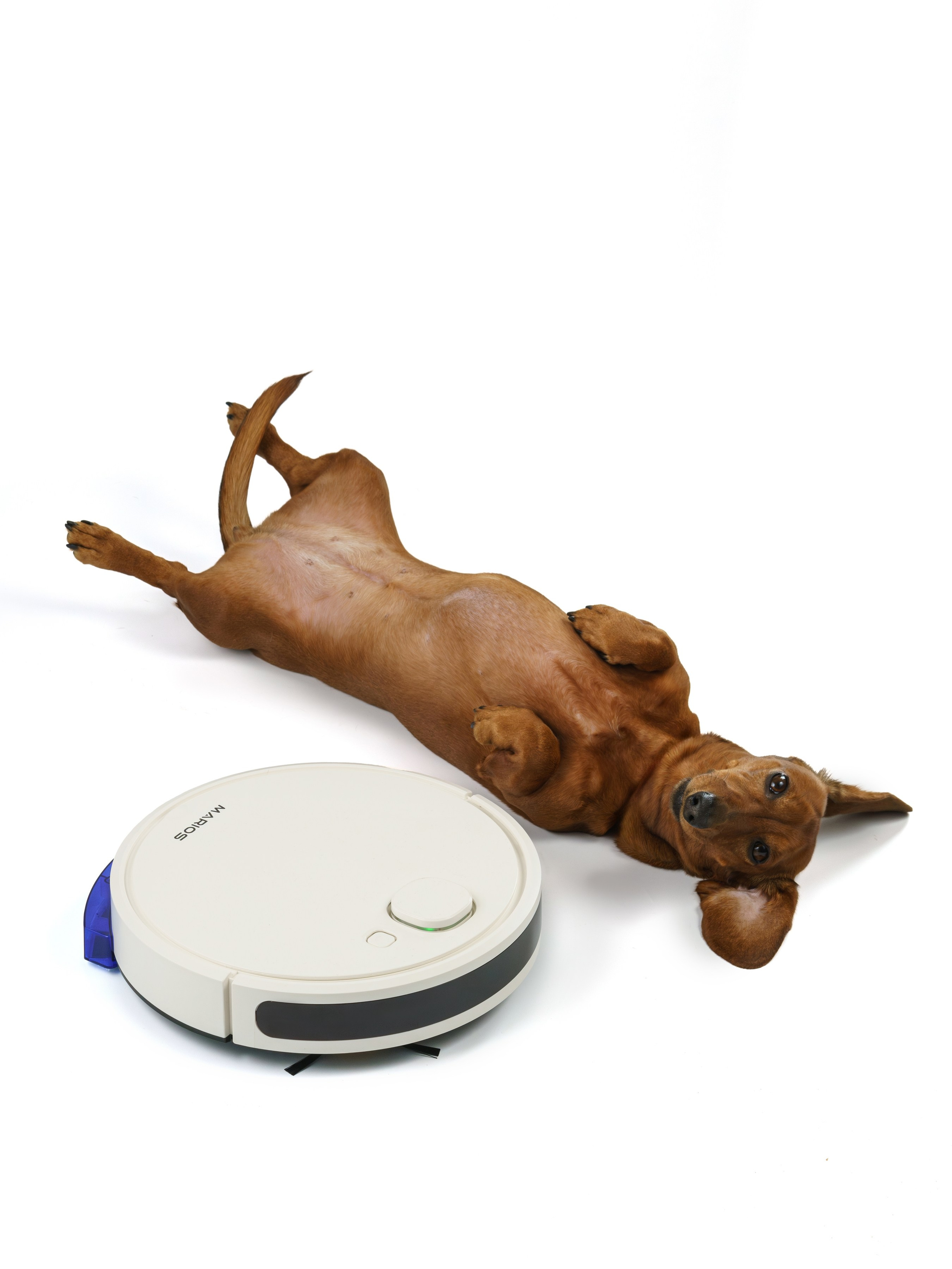 Съемки с животными. КЕД Студия-контент агентство полного цикла СПБ. Создаём фото, видео и контент, который помогает брендам и селлерам продавать больше