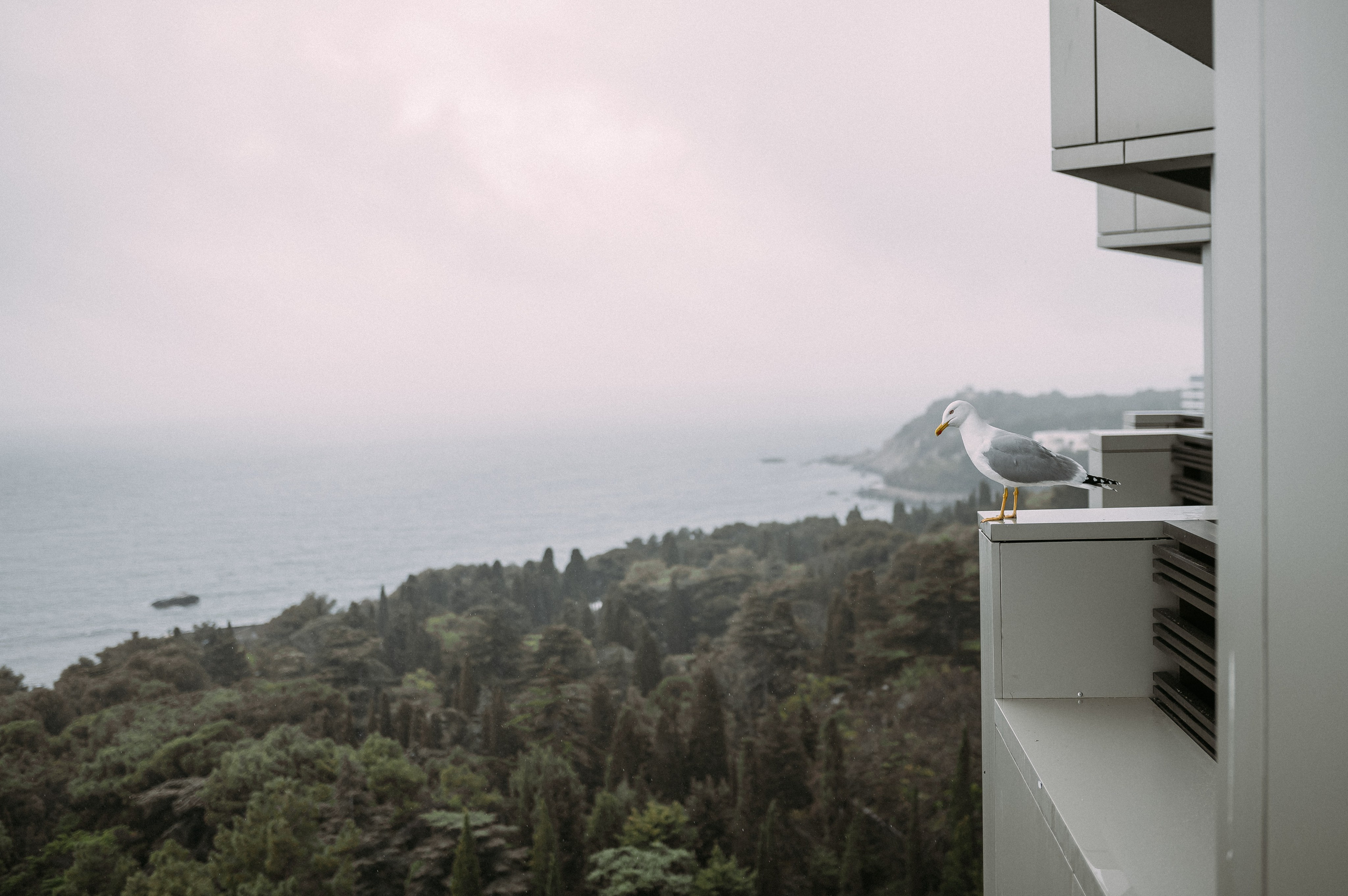 Свадебное утро и прогулка красивой яркой пары. Свадебный и семейный фотограф в Симферополе Дарья Маркова
