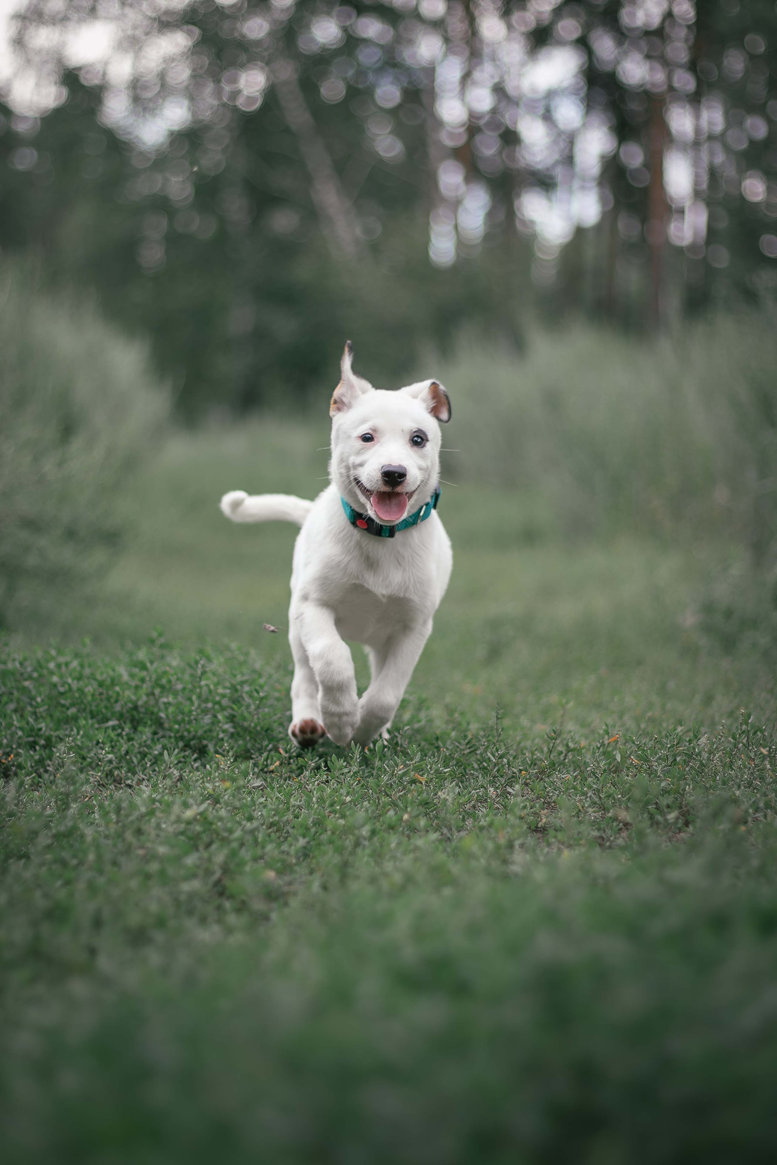 Портфолио фотографа-анималиста из Воронежа Алины Ивановой. Фотограф — анималист Алина Иванова