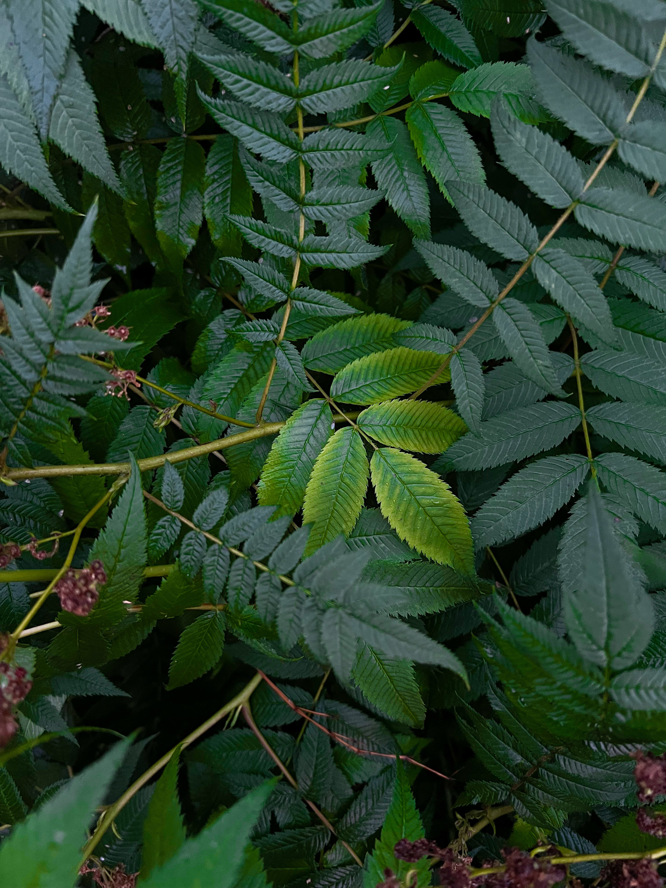 Все пресеты D.I.A