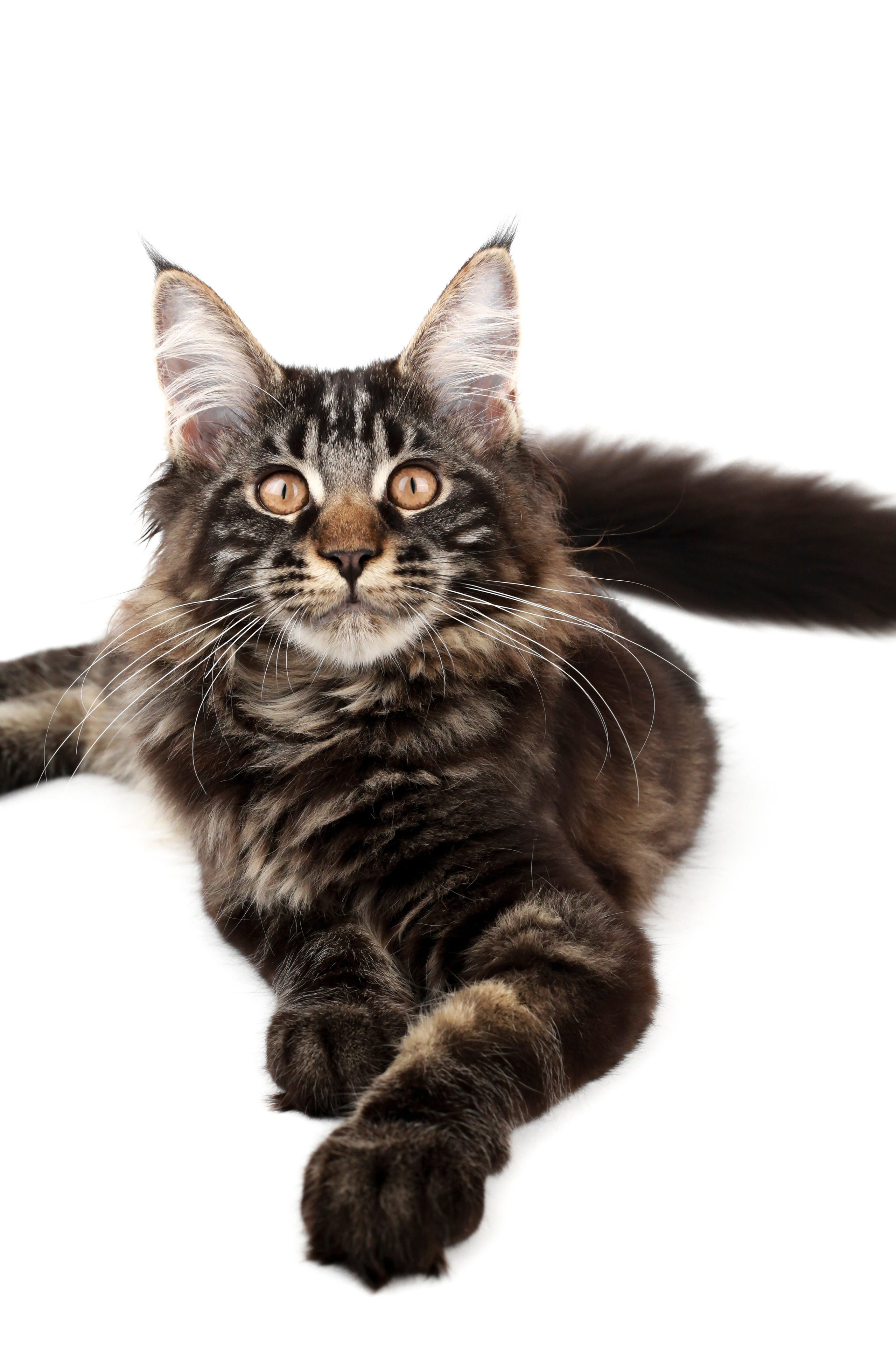 Фотосъемка животных