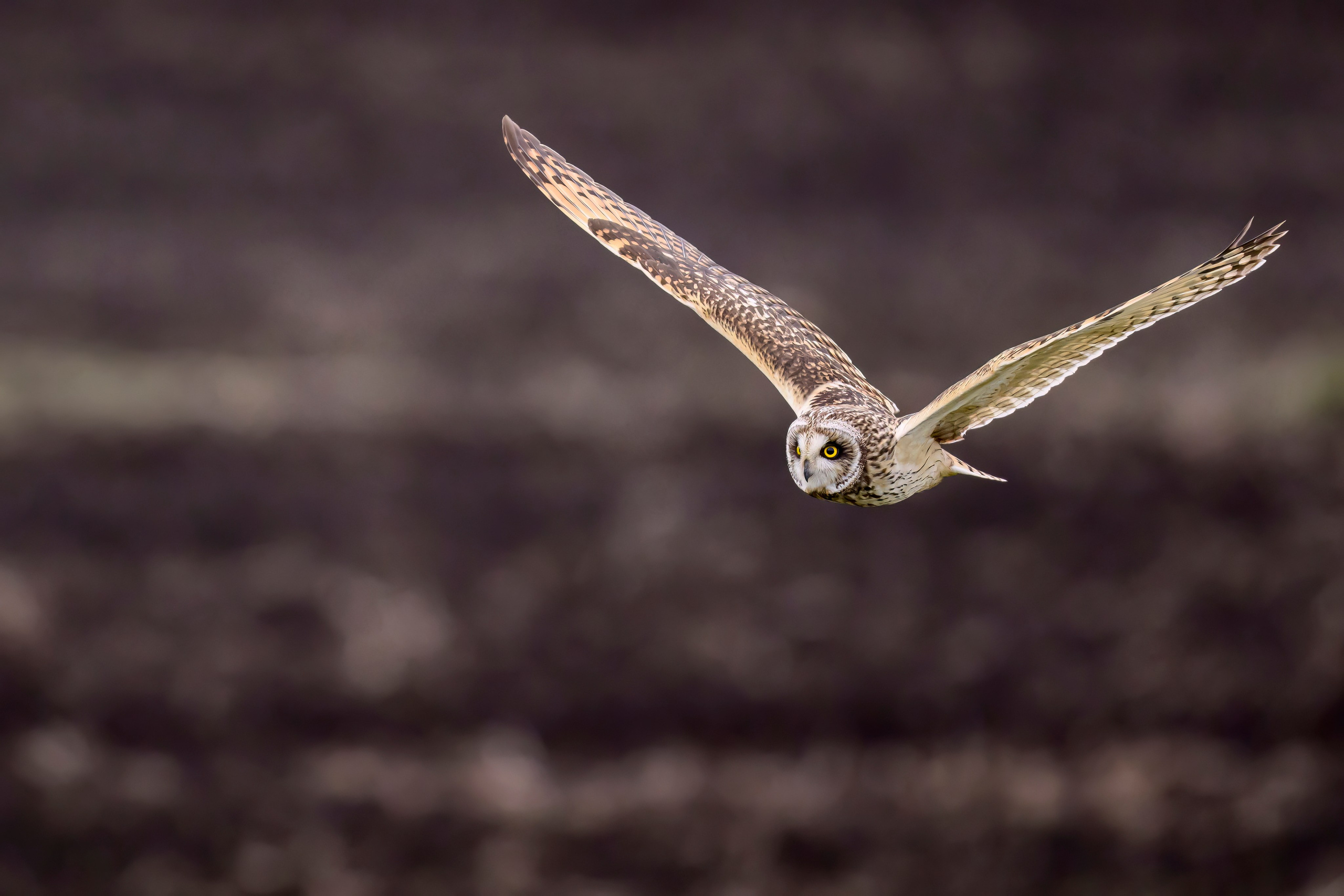 Охота болотных сов. Wildlife photography by Sergey Puponin