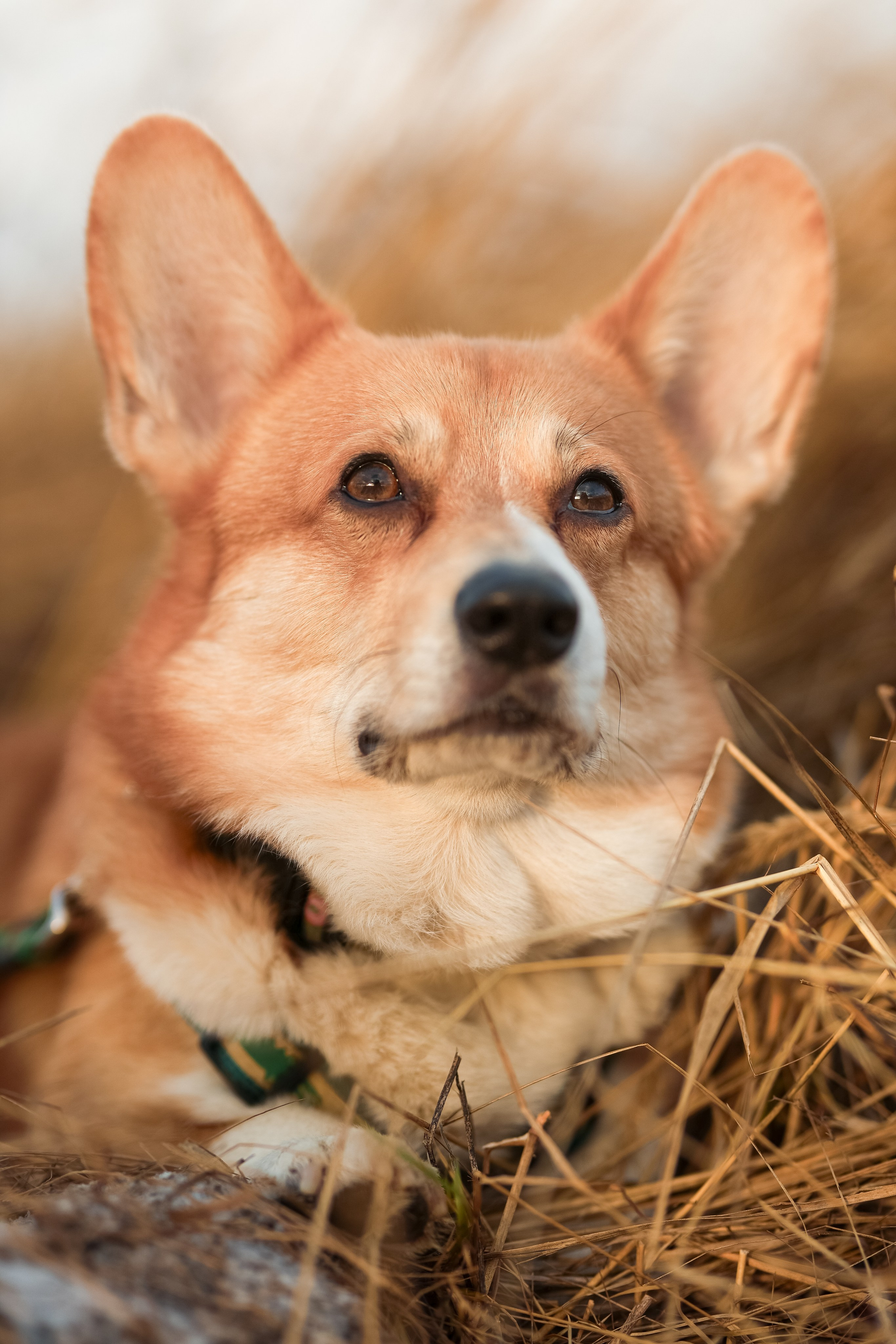 Трой, Балу и Катя. Фотограф-анималист в Москве Кириллова Татьяна