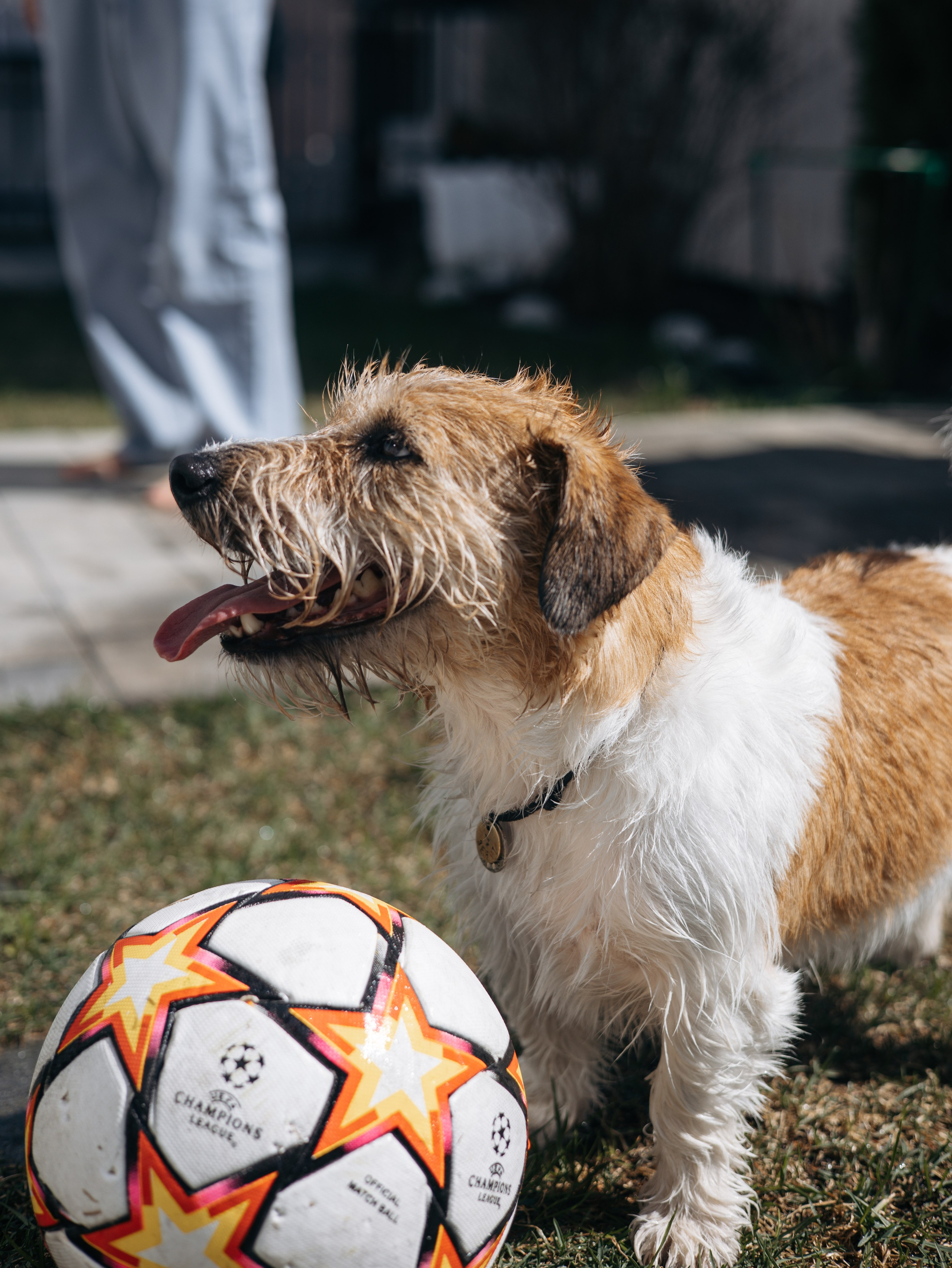 День рождение Зенита. Фотограф-анималист в Москве Кириллова Татьяна