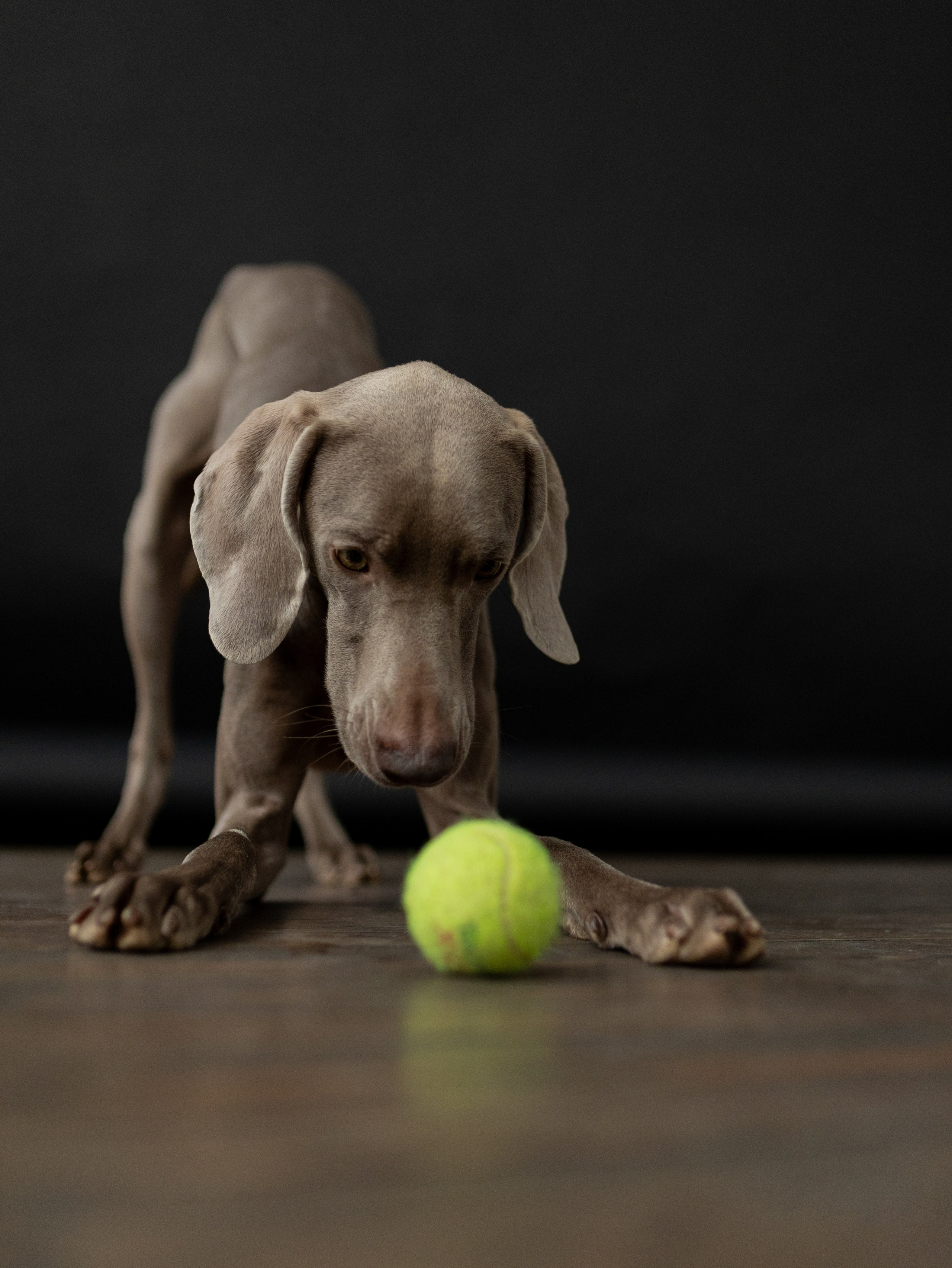 Сенча и Даша. Фотограф-анималист в Москве Кириллова Татьяна