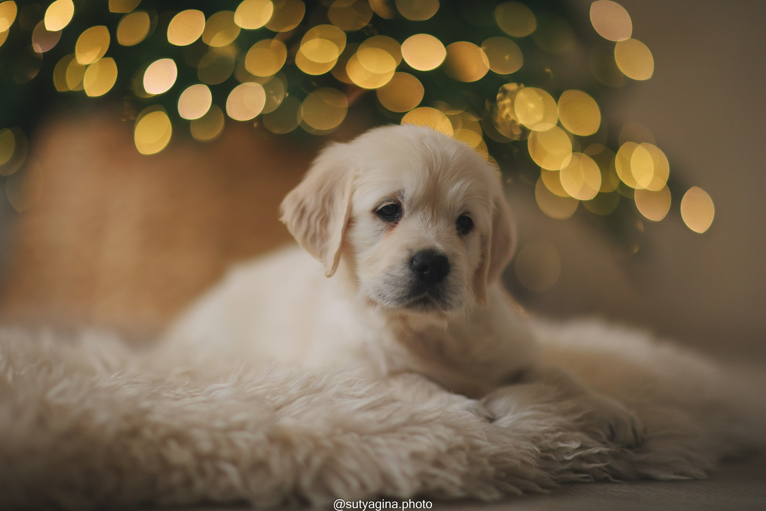 Белая лента. Свадебный и женский фотограф