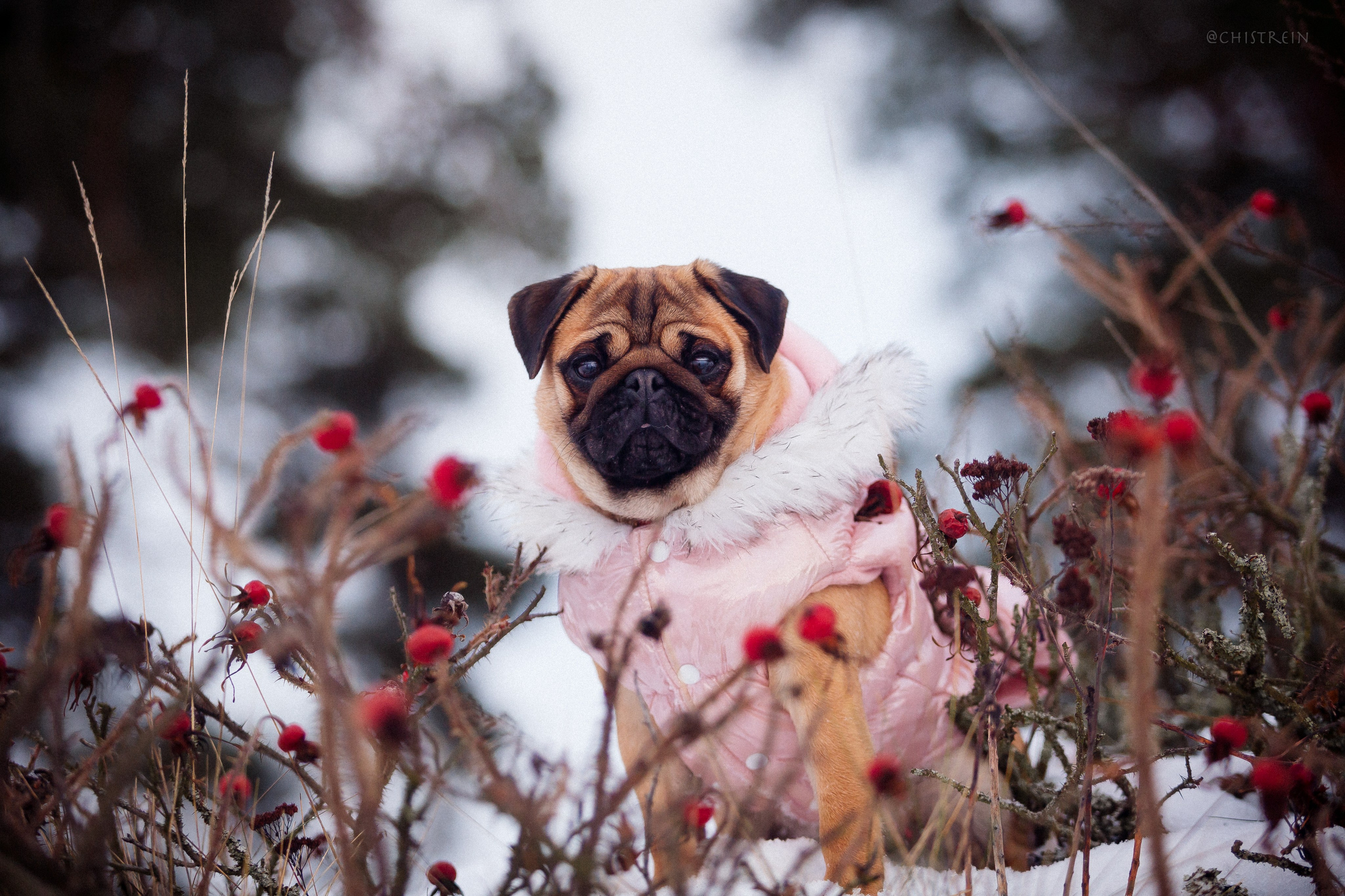Новогоднее настроение. Роза. Фотограф-анималист Наталия Чистюхина в г. Сосновый Бор и ЛО