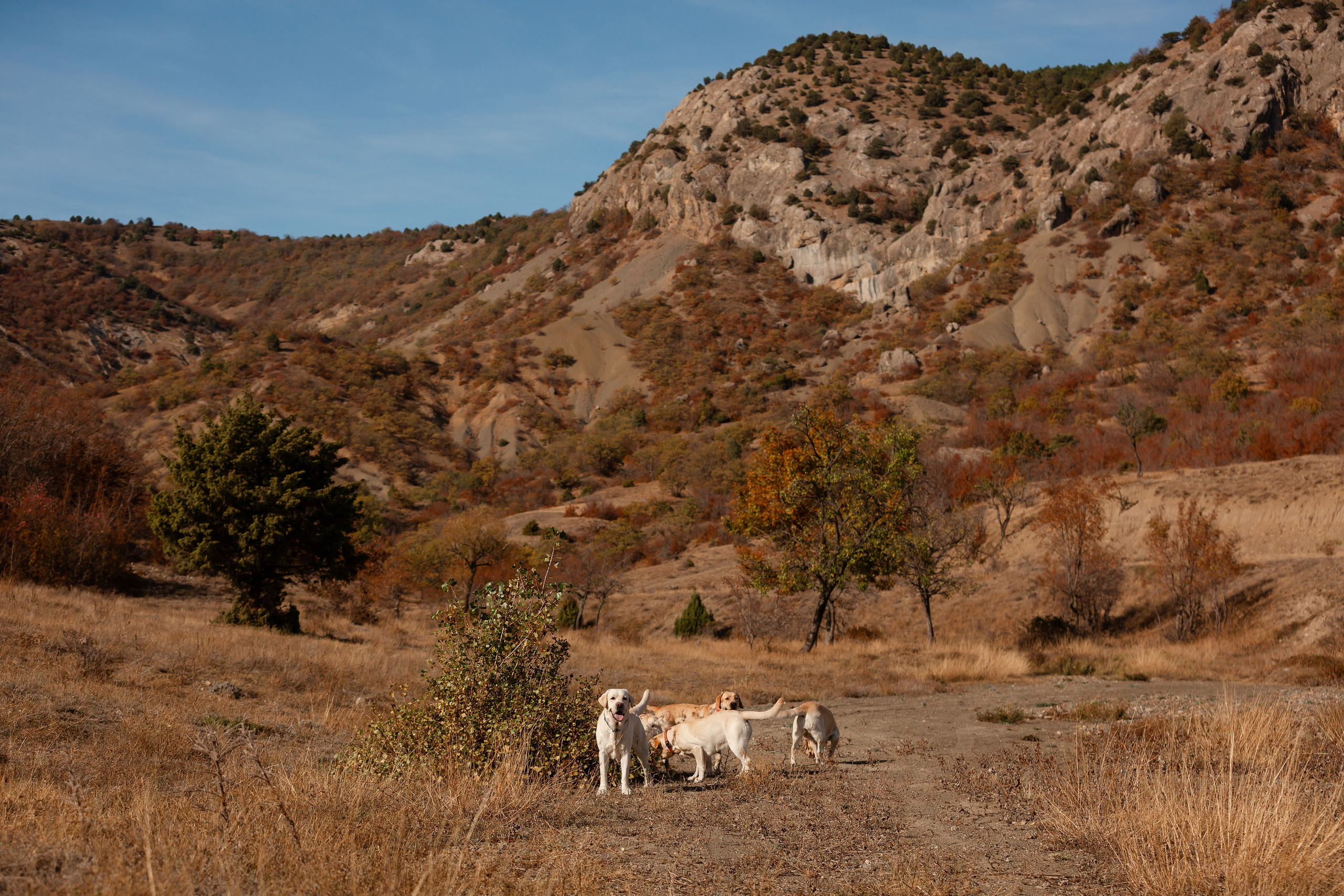 Лабрадоры и горы. Фотограф-анималист в Краснодаре Маша Мельникова